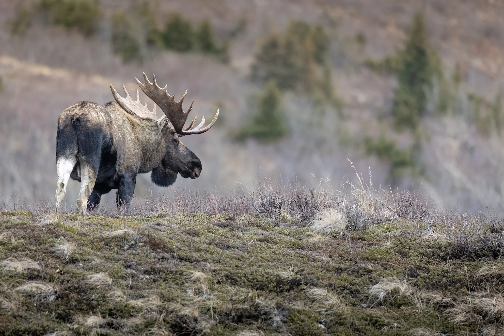 3U7A3063.CR3 - 11/3/23 - A bull moose tops a high-country ridge during the rut, or fall breeding season, in Southcentral Alaska.