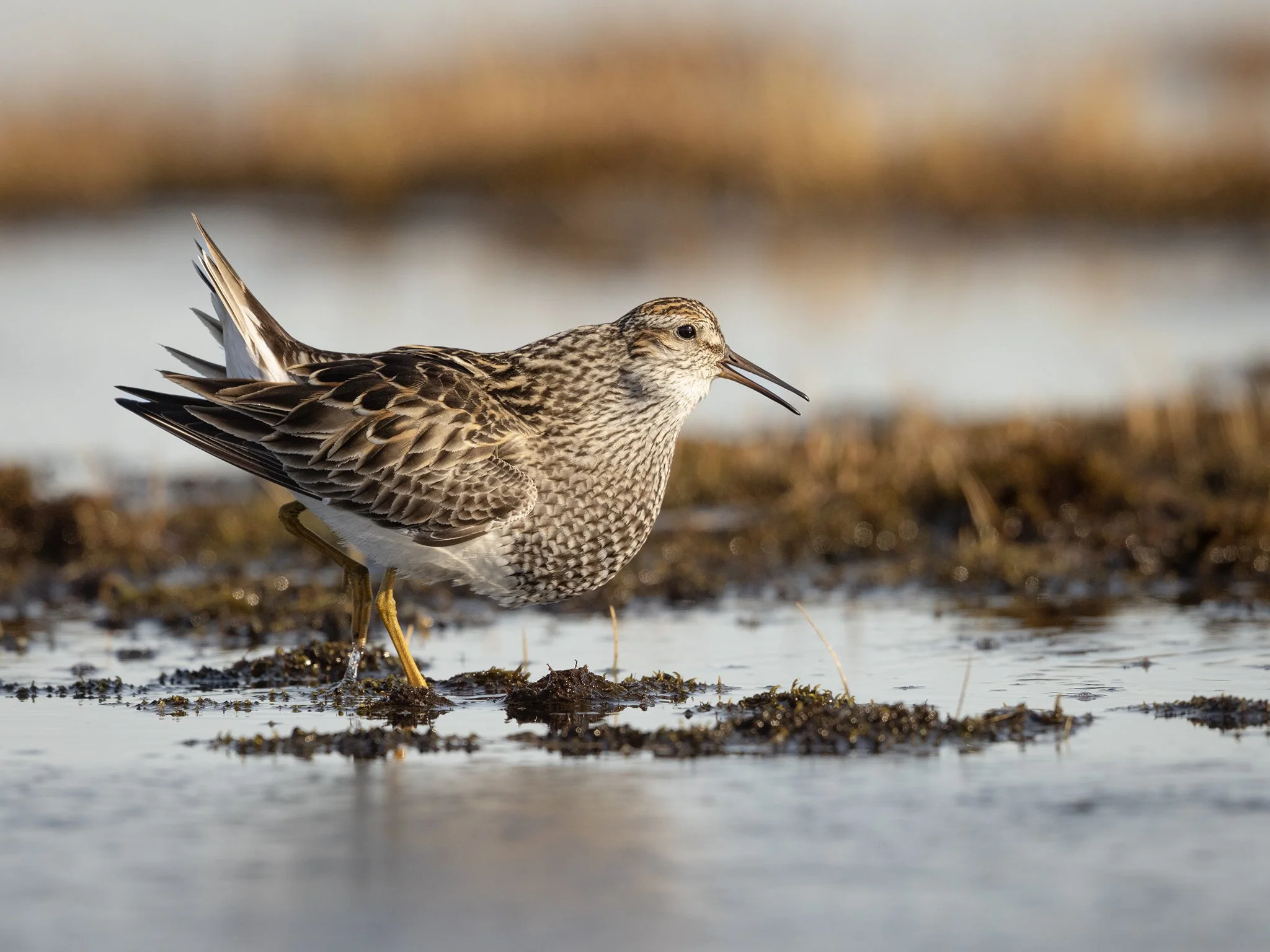 231A9110-2.CR3 - 6/11/24 - A Pectoral sandpiper male puffs out its air sacs while courting a female in a tundra wetland outside of Barrow, Alaska.