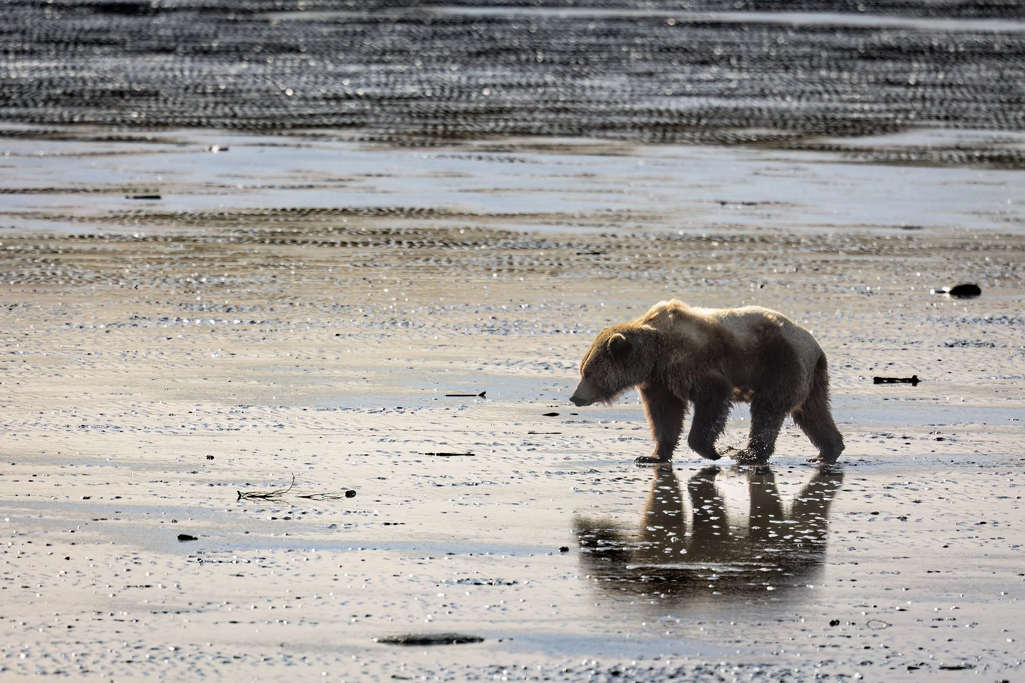 3U7A8656.CR3 - 6/17/23 - A brown bear forages for clams and fish  on the mud flats at low tide in Alaska's McNeil River State Game Refuge.