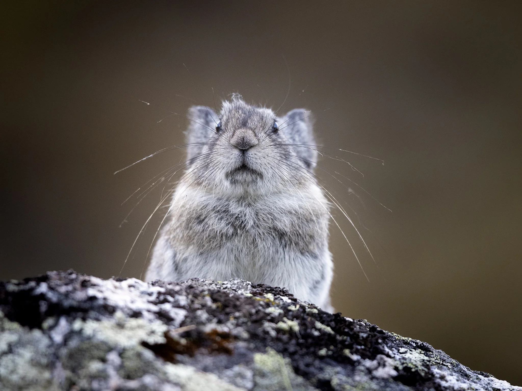 3U7A6266.CR3 - 8/21/23 - A collared pika faces a possible threat from atop a boulder in Alaska's Talkeetna Mountains.