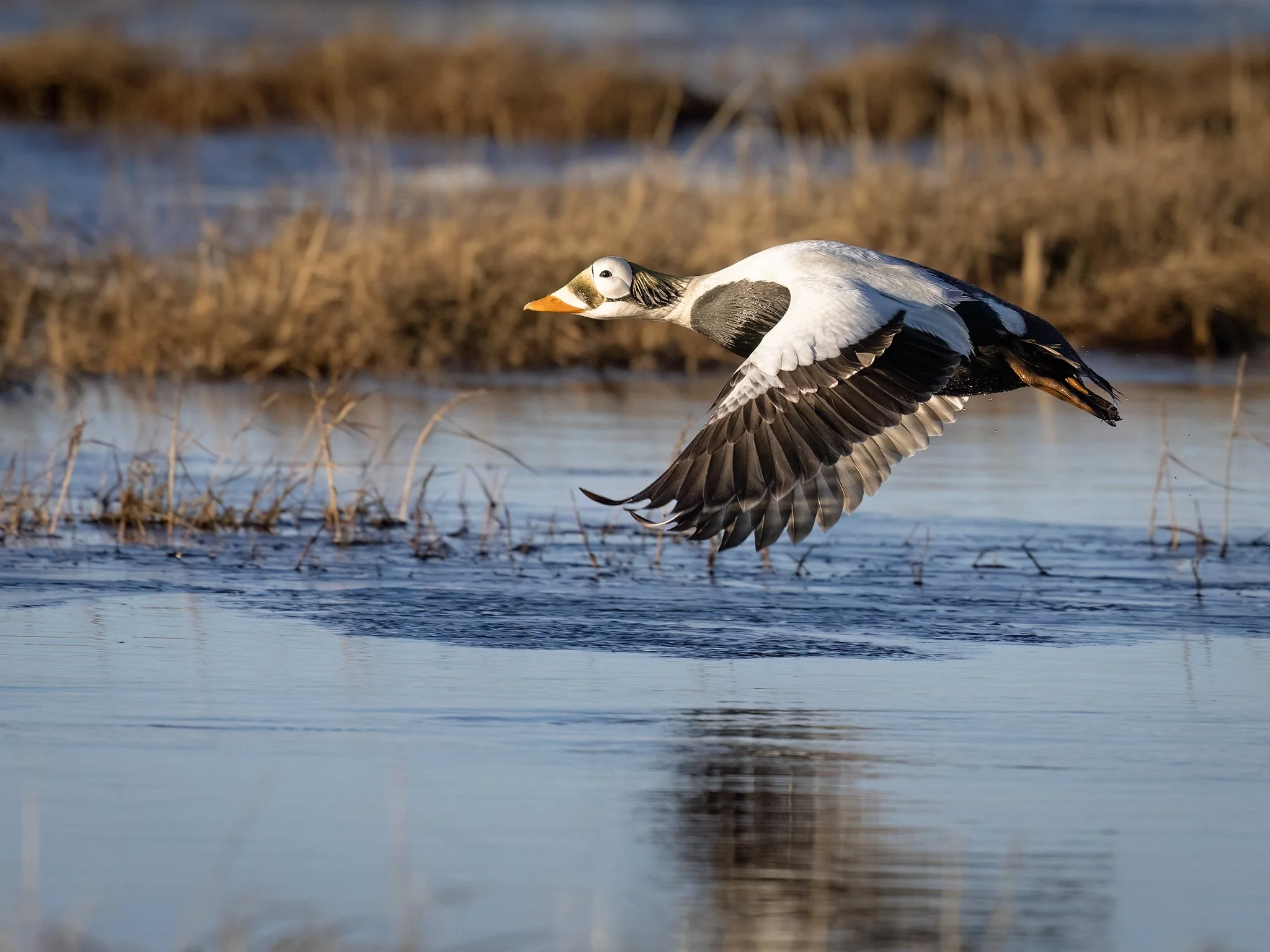 231A3886-2.CR3 - 6/10/24 - A spectacled eider drake takes flight from a tundra pond in Alaska's high Arctic.