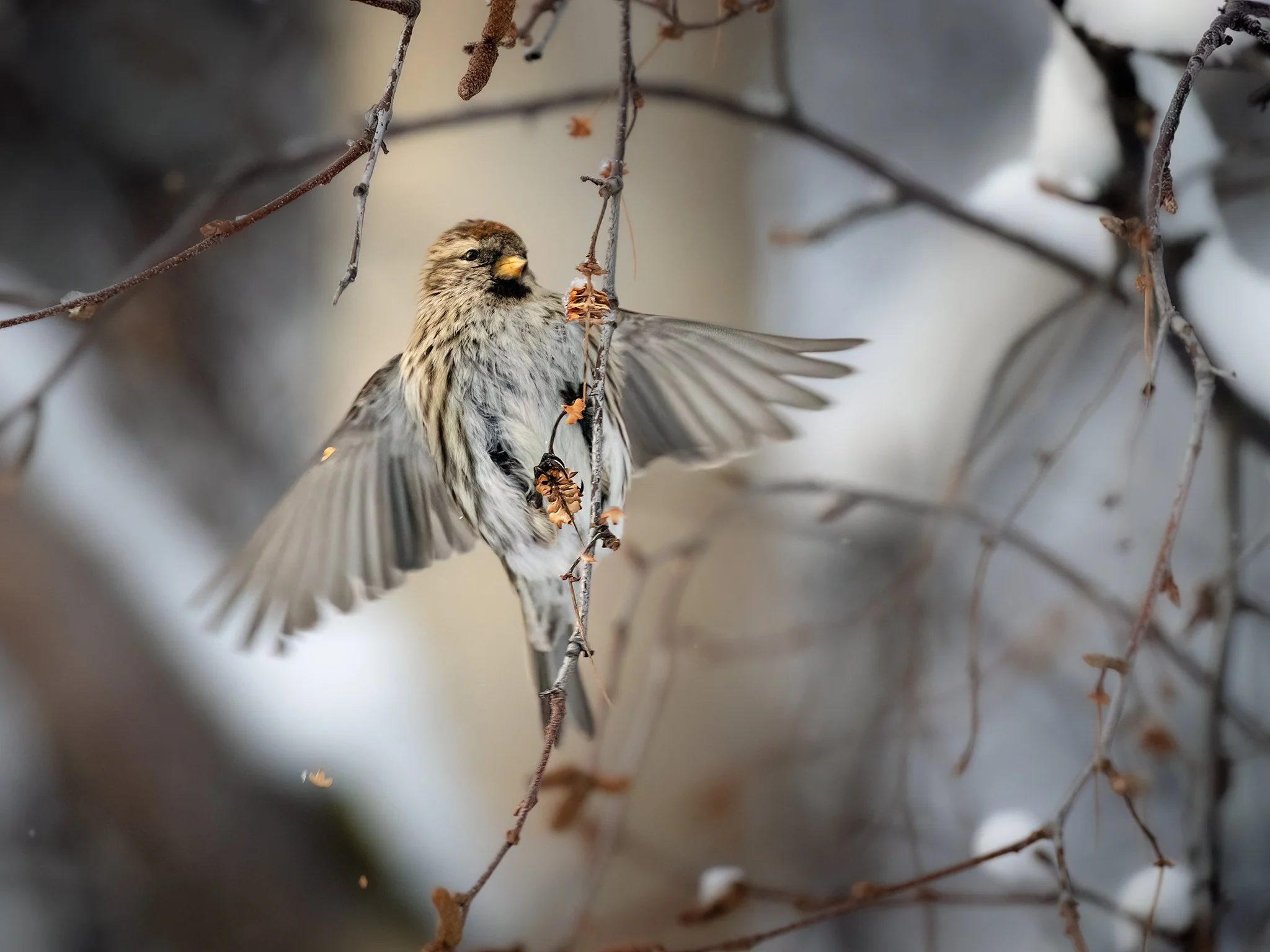 _P3A6150.CR3 - 1/27/22 - A redpoll feeds on birch catkins on a cold winter day.