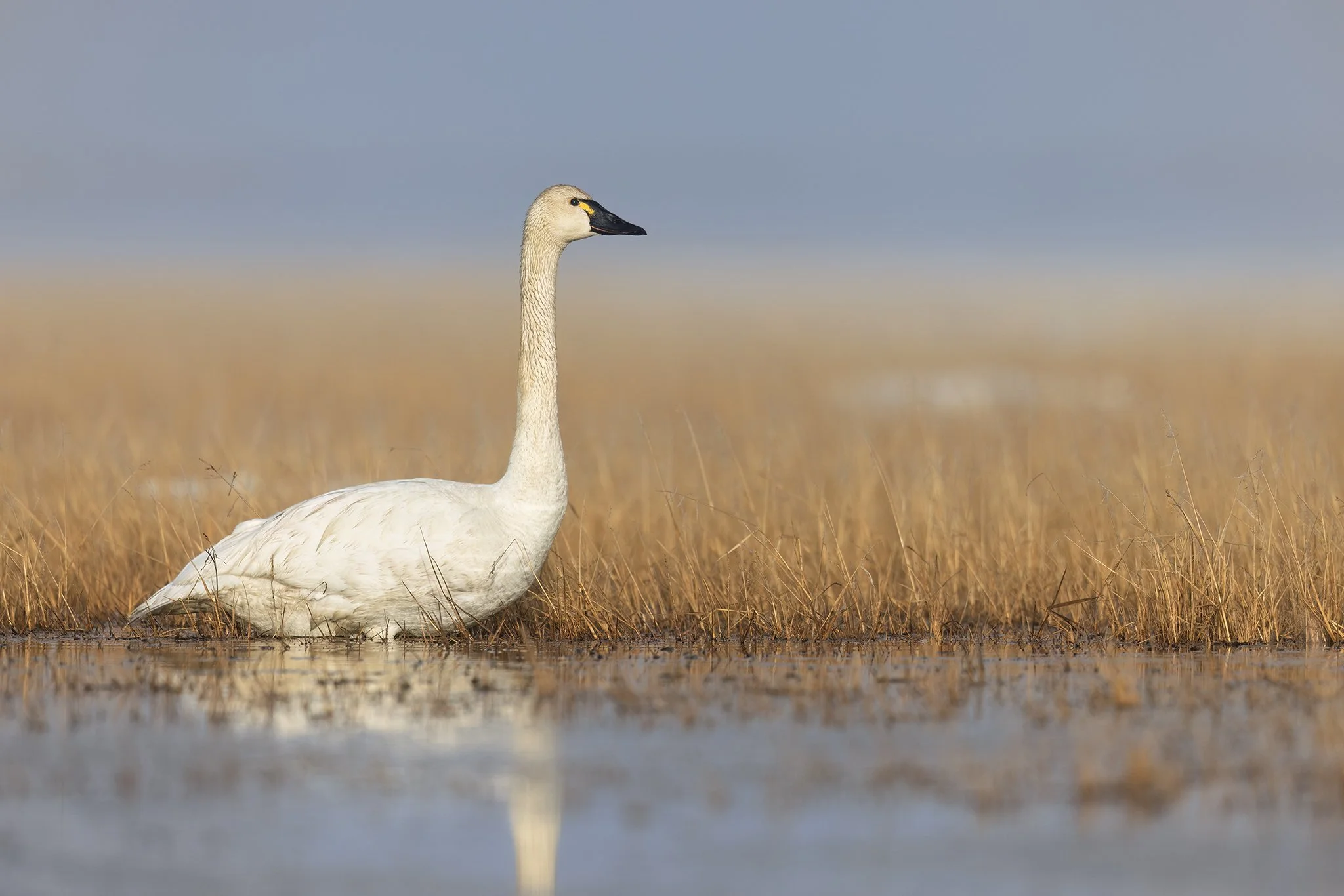 231A7934.CR3 - 6/8/24 - A tundra swan rests in a wetland on nesting grounds outside of Utqiagvik, Alaska.