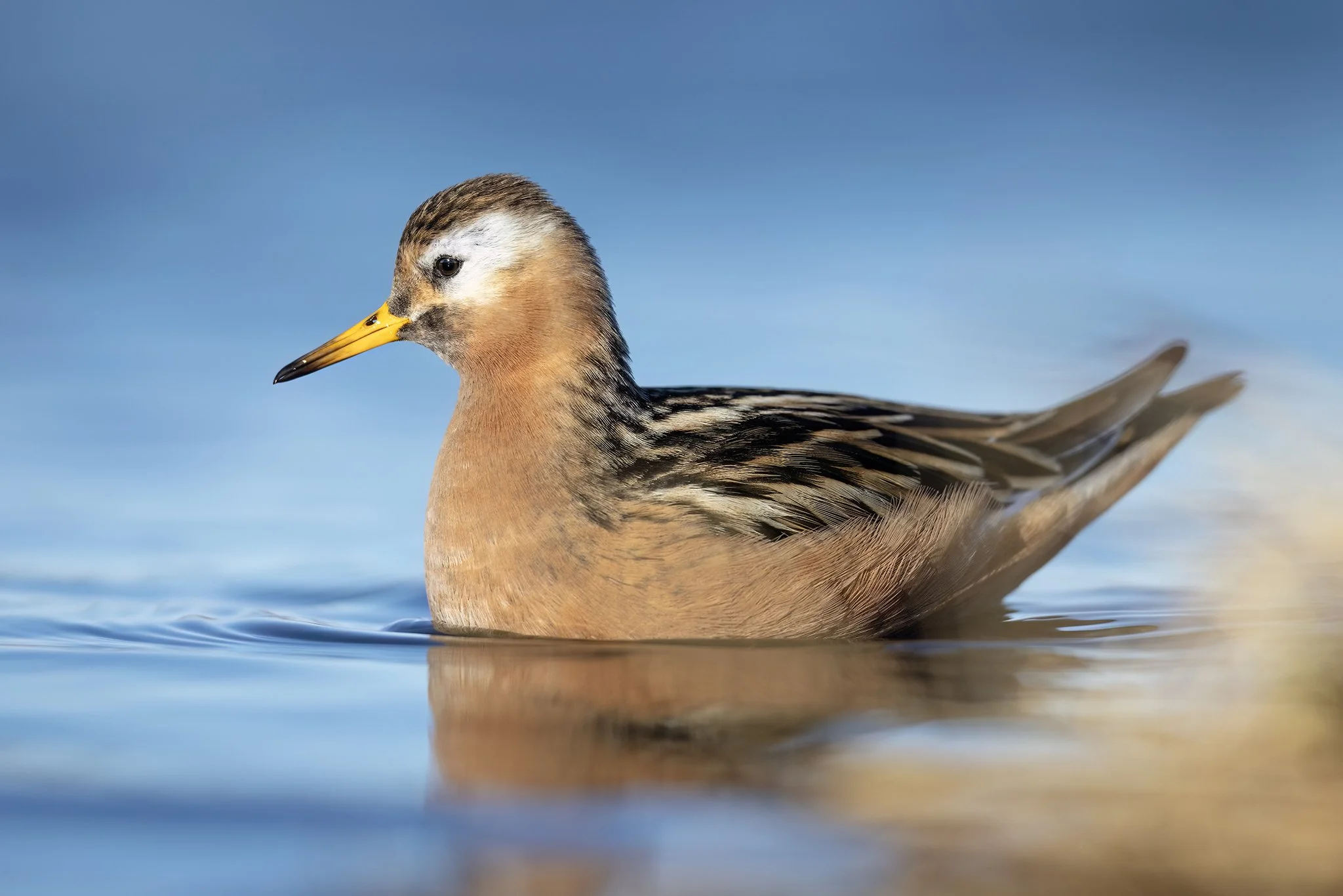 231A4764.CR3 - 6/10/24 - A male red phalarope, more drab in color than females of the species, forages in a wetland outside of Barrow, Alaska.