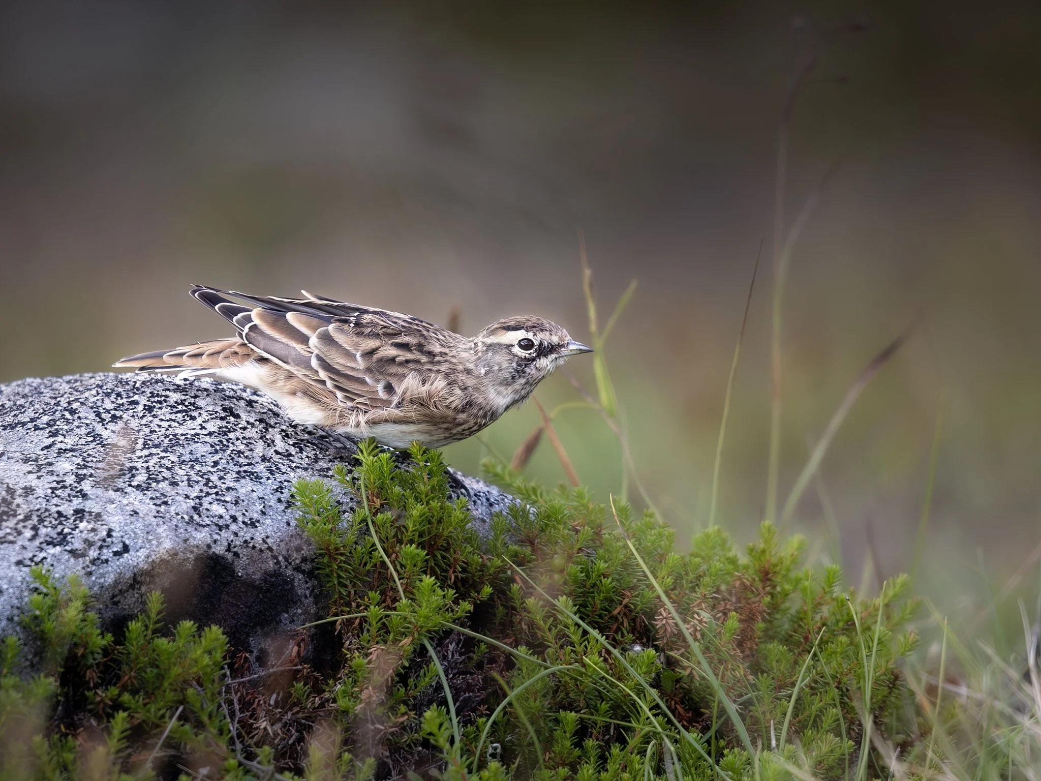 3U7A6268.CR3 - 7/31/23 - A horned lark scopes its surroundings from a stone in Southcentral Alaska's Chugach State Park.