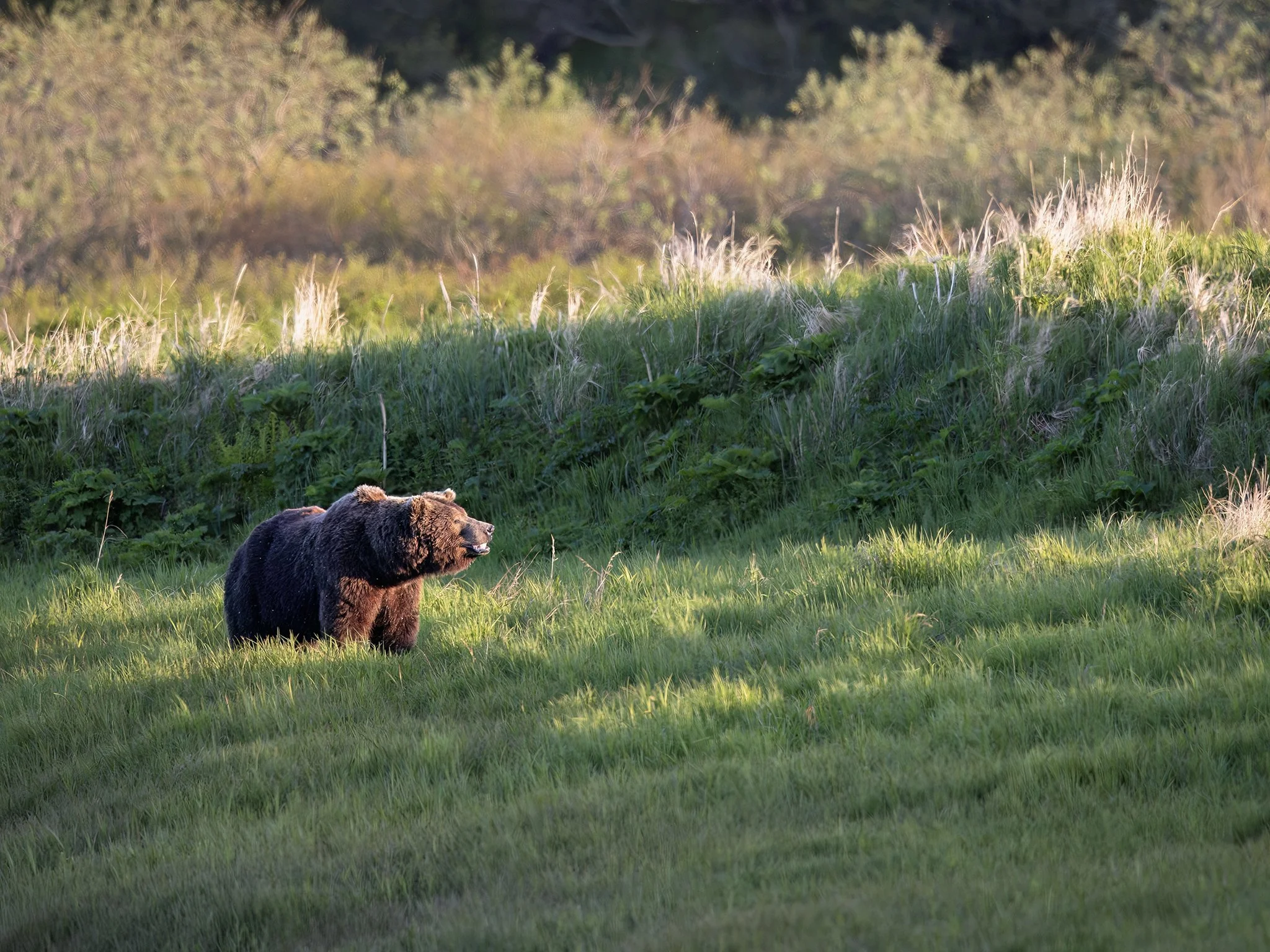 3U7A0054.CR3 - 6/18/23 - A large brown bear (Ursus arctos) tests the wind on a ridge overlooking Mikfik Creek in Alaska's McNeil River State Game Refuge.