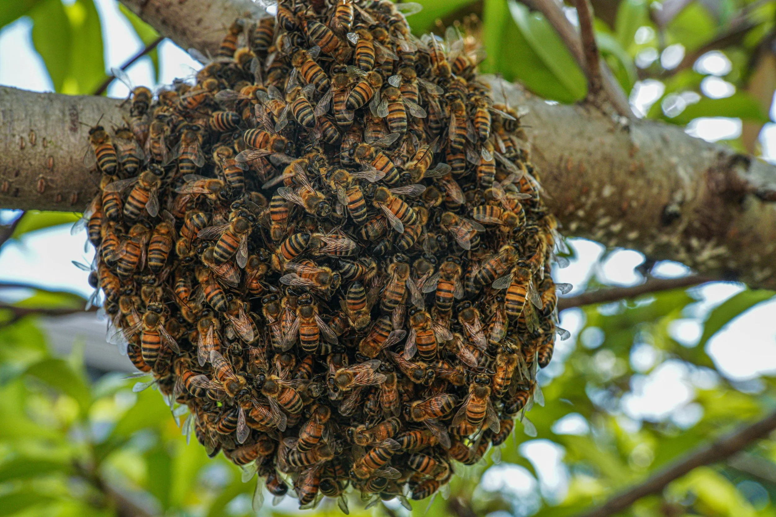 When the Hive Is Too Full — What Honeybee Swarming Can Teach Us About Sabbath