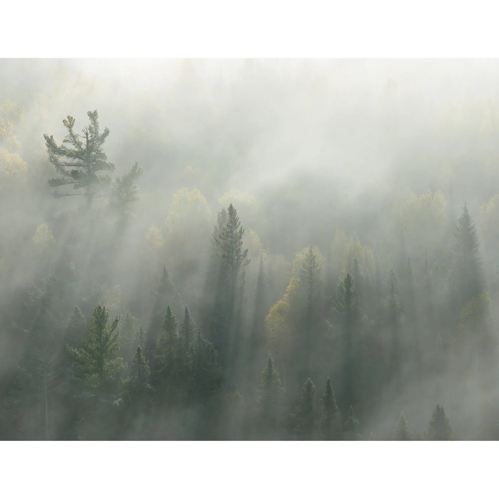 Thick Fog Over Algoma Forest at Peak Fall Colour