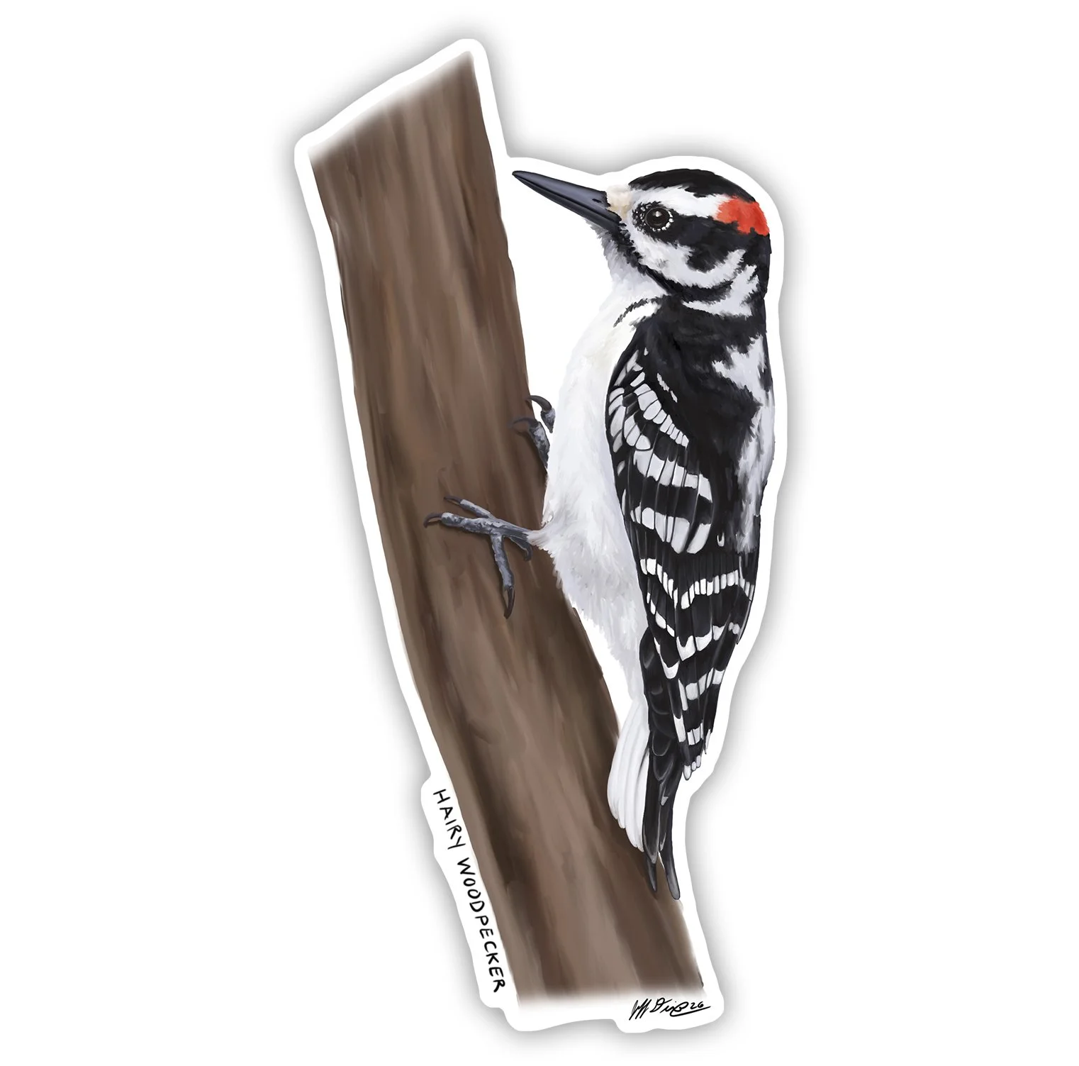 Hairy Woodpecker