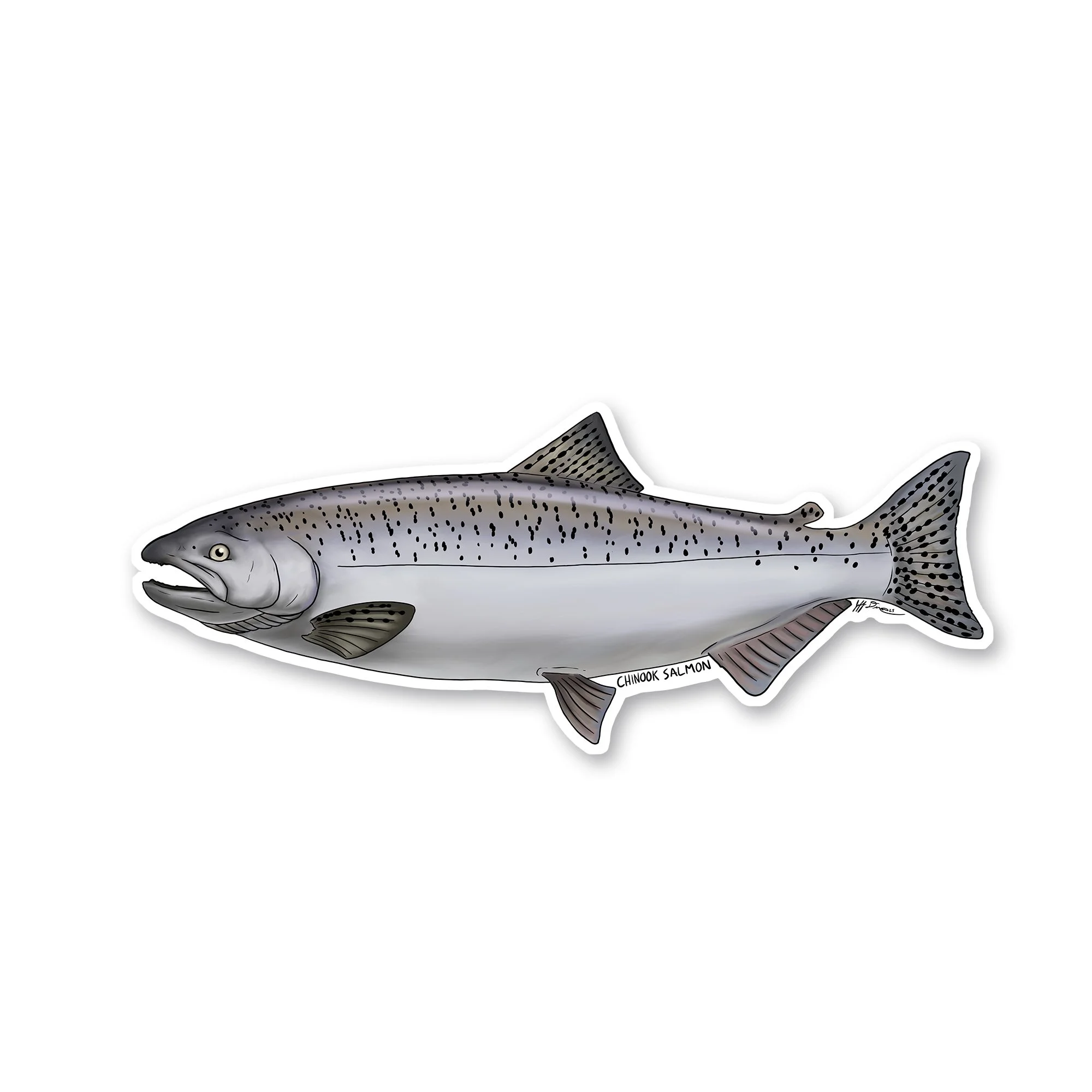 Chinook Salmon