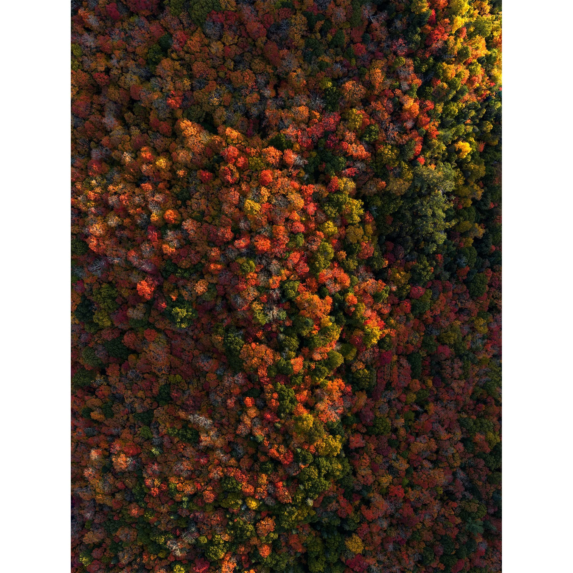 fall_treetops.jpg