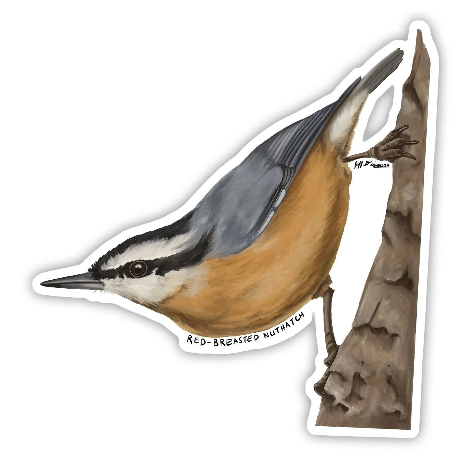 Red-Breasted Nuthatch