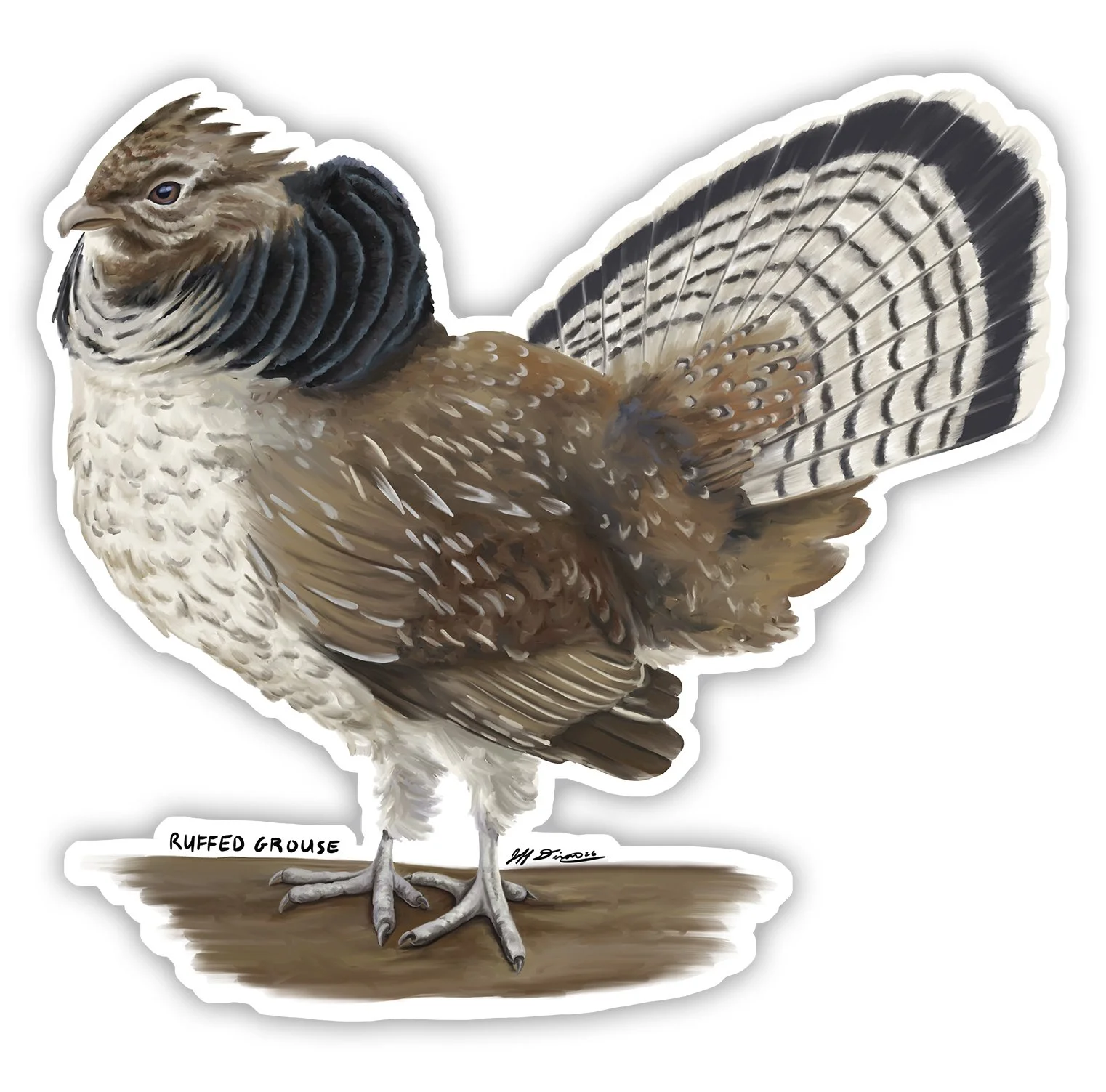 Ruffed Grouse