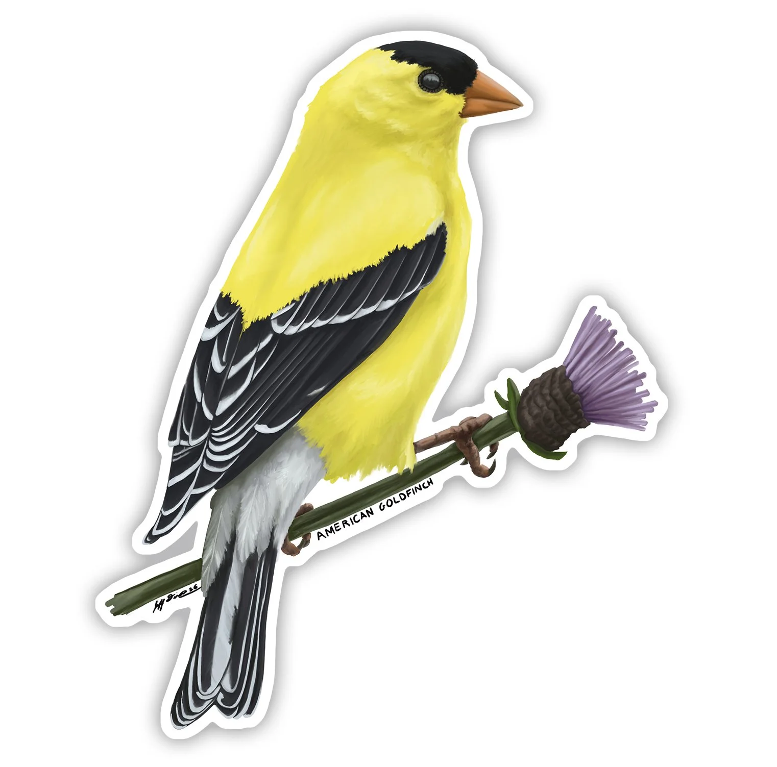 American Goldfinch