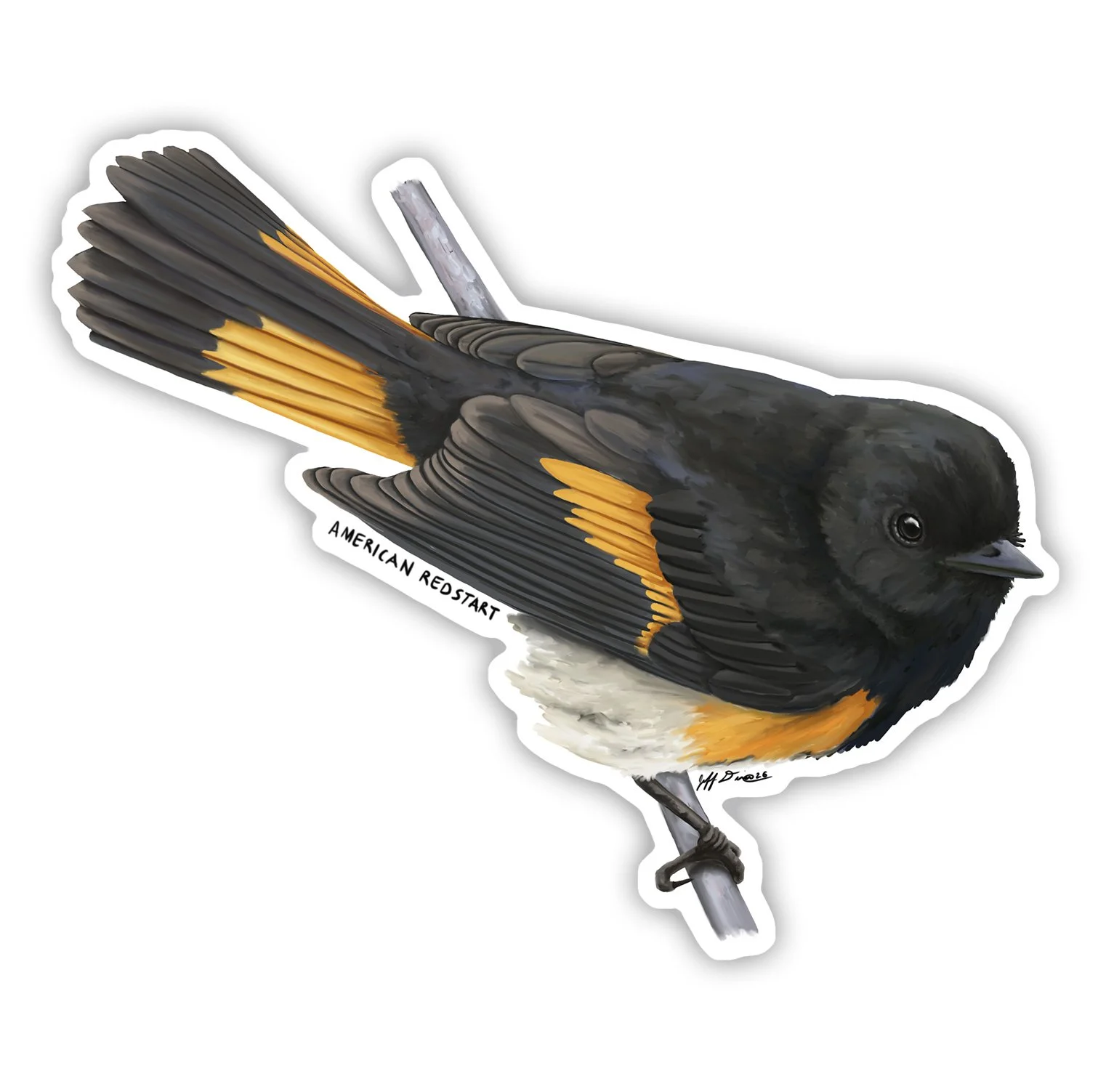 American Redstart