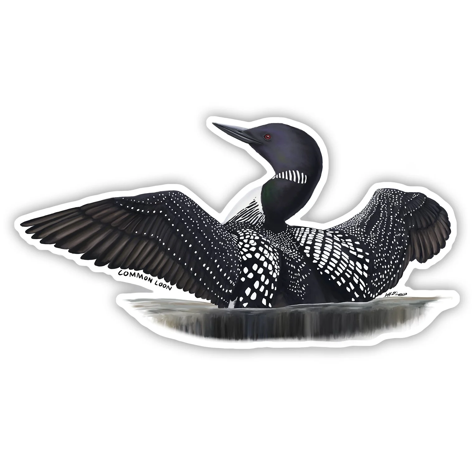 Common Loon