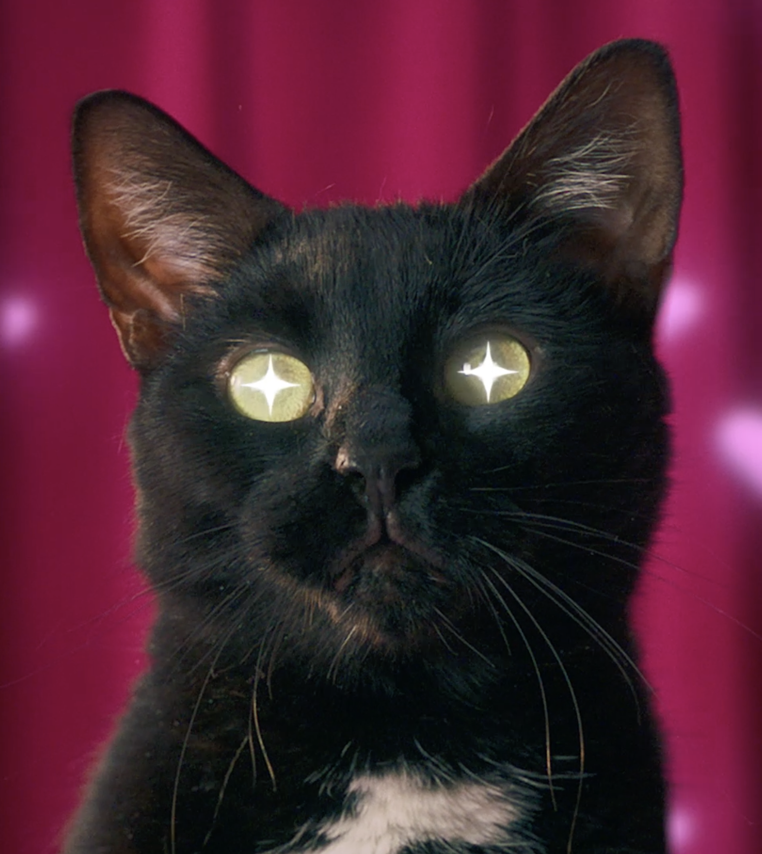 Tiki Cat