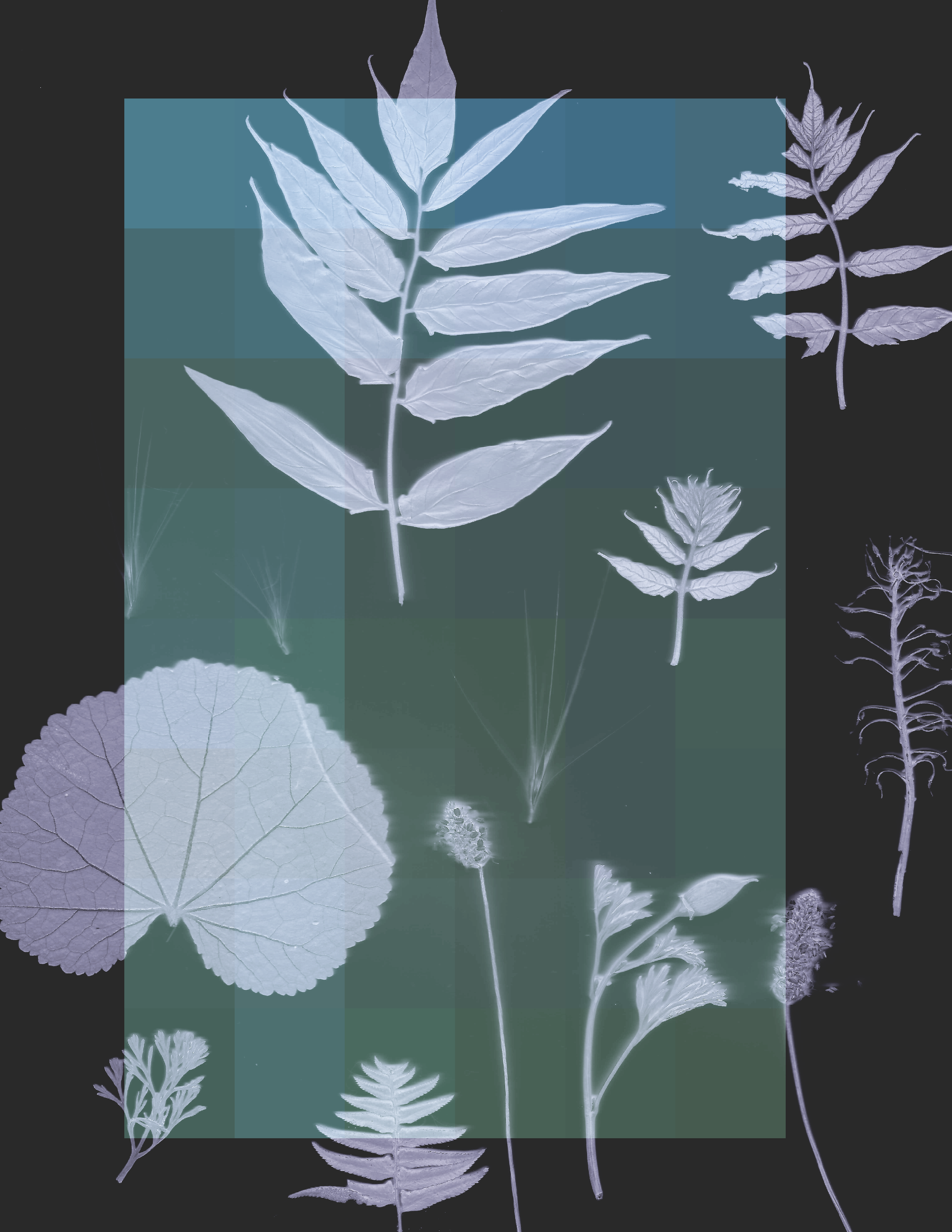 between the brush.png