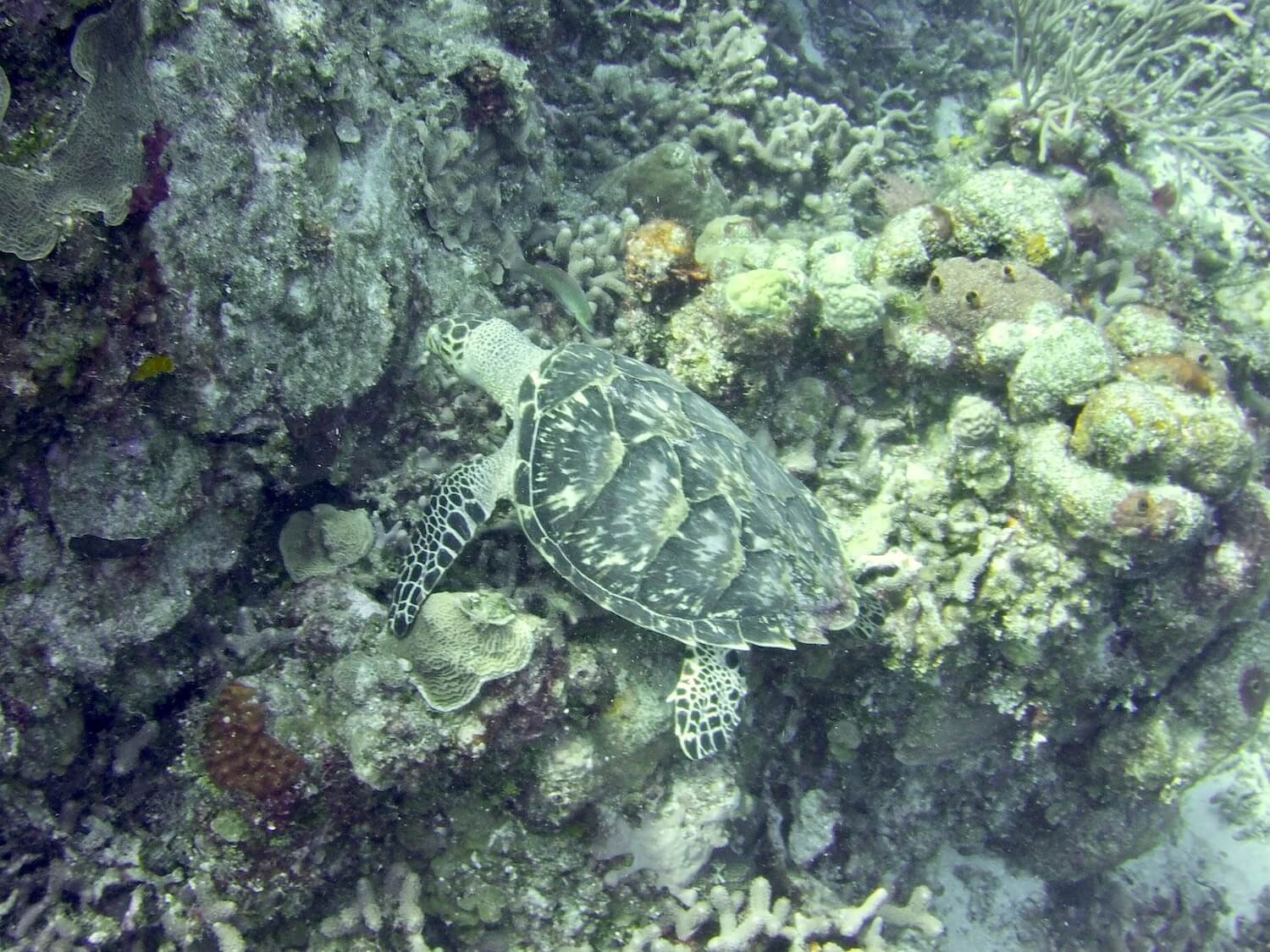 turtle-swimming-cozumel.JPG