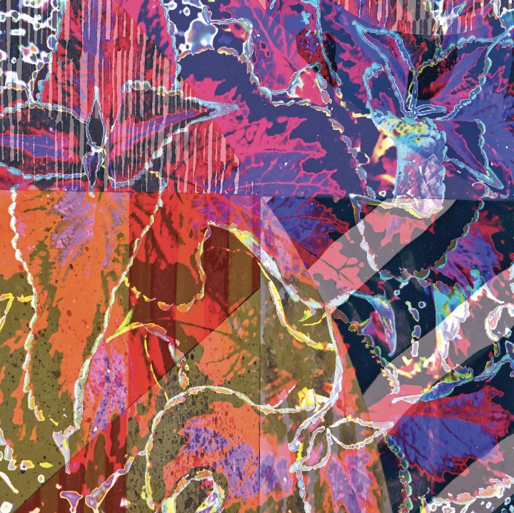 Colius Collage 
Art/Photo Manipulation
13.25” x 13.25”