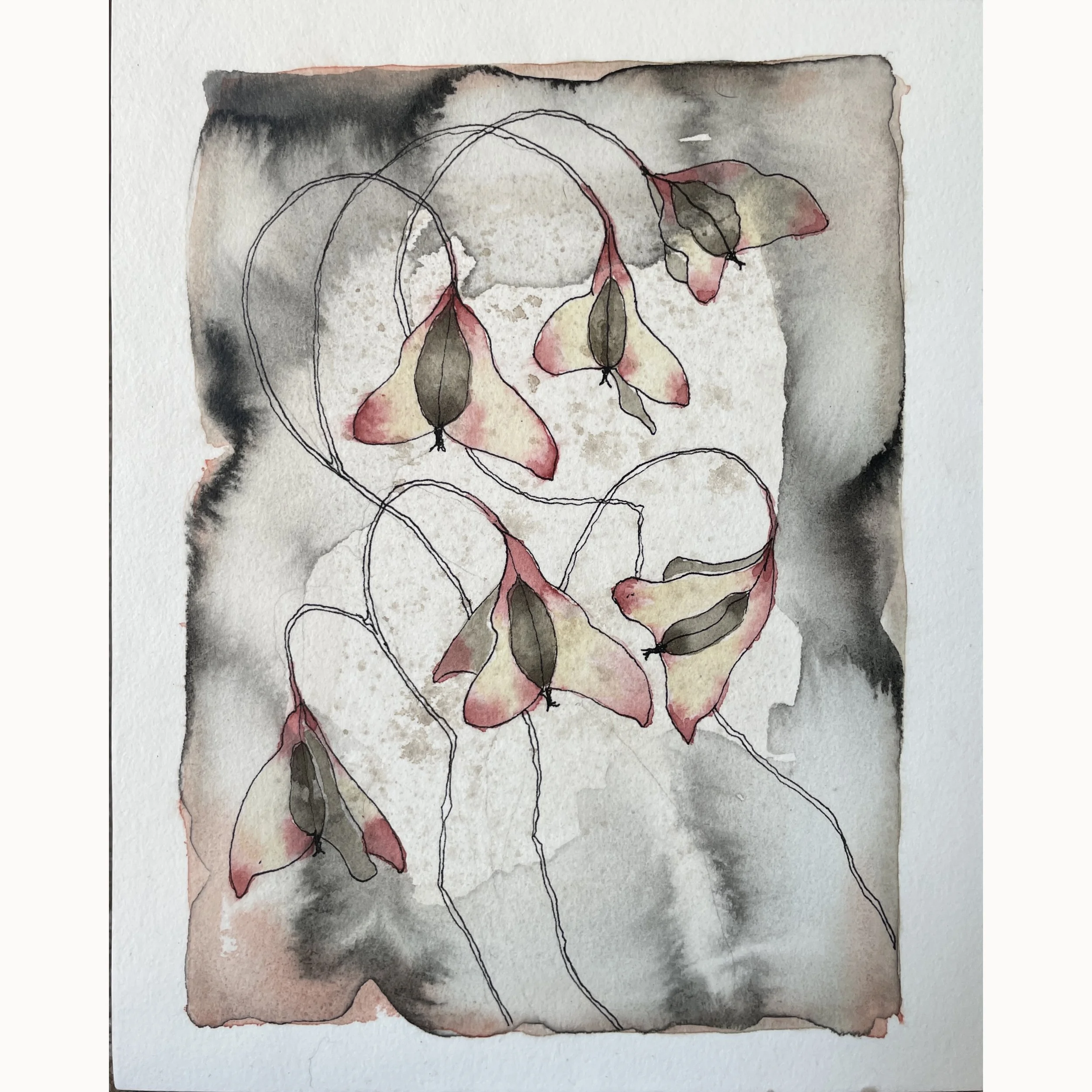 Alice Anne Ellis, "Begonia Seed Pods 2", Ink and watercolor