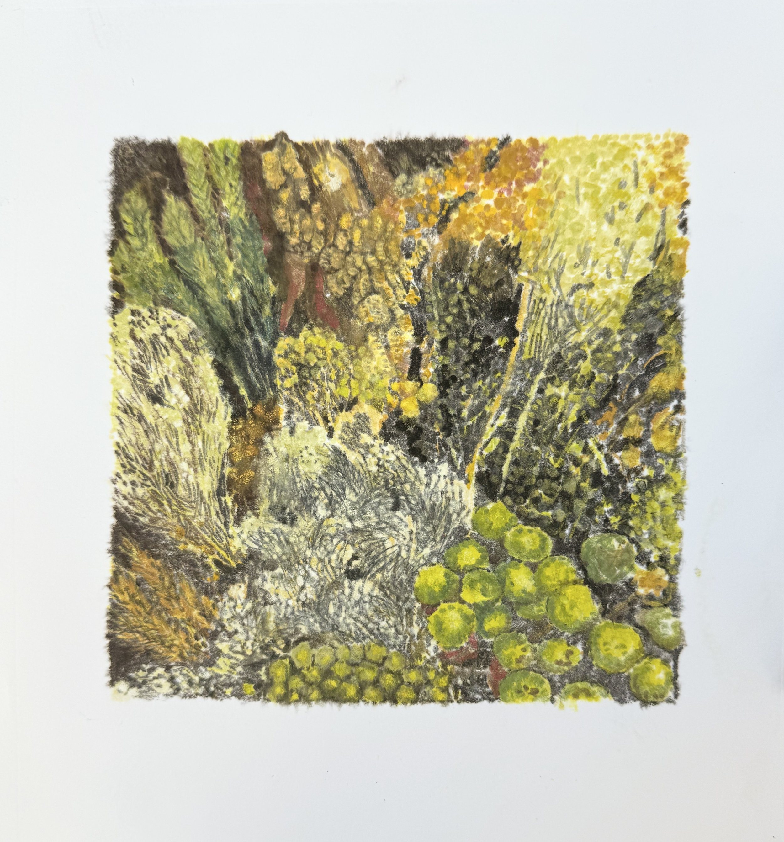 Janet Scagnelli / LUCCA #1, Gouache monoprint