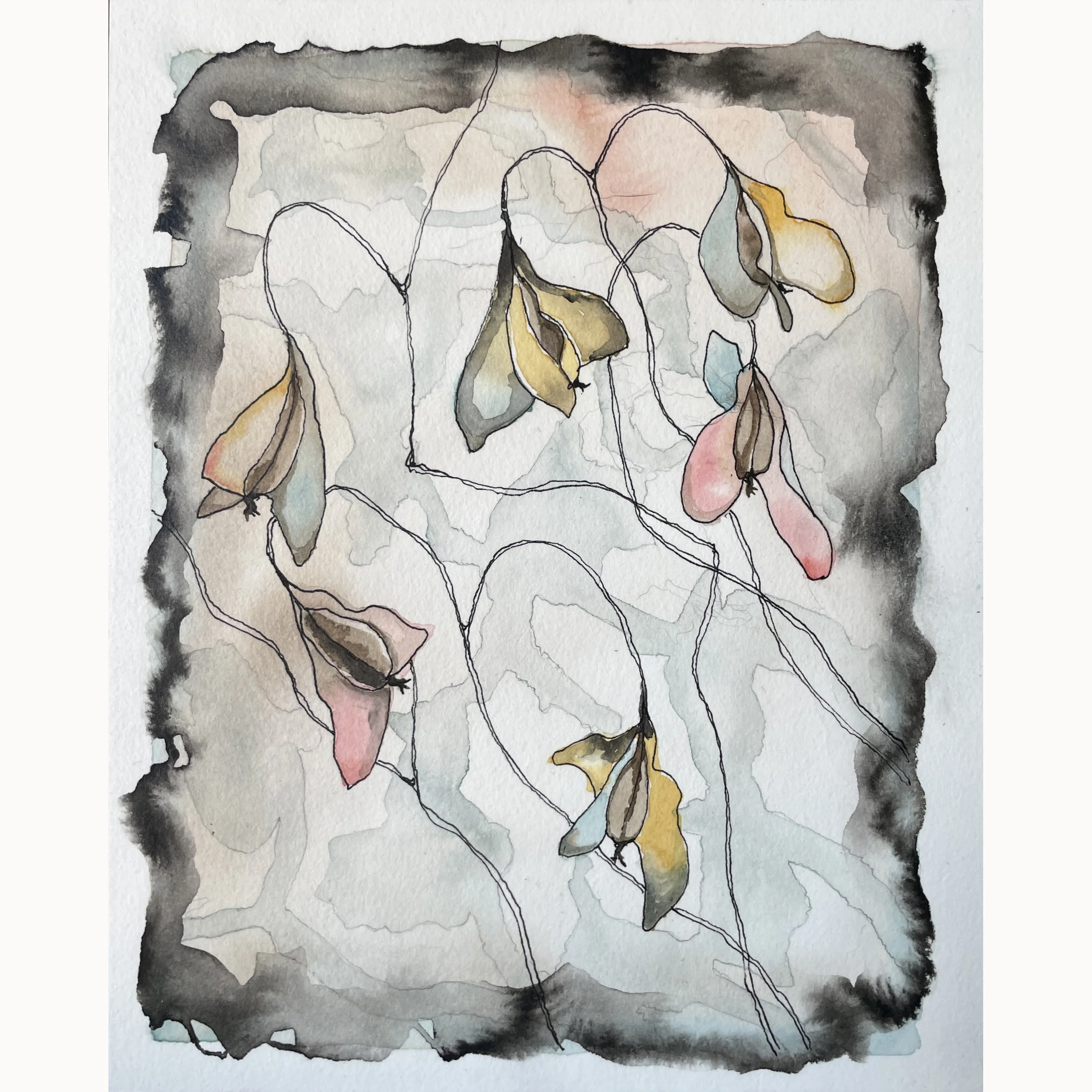 Alice Anne Ellis, "Begonia Seed Pods 3", Ink and watercolor