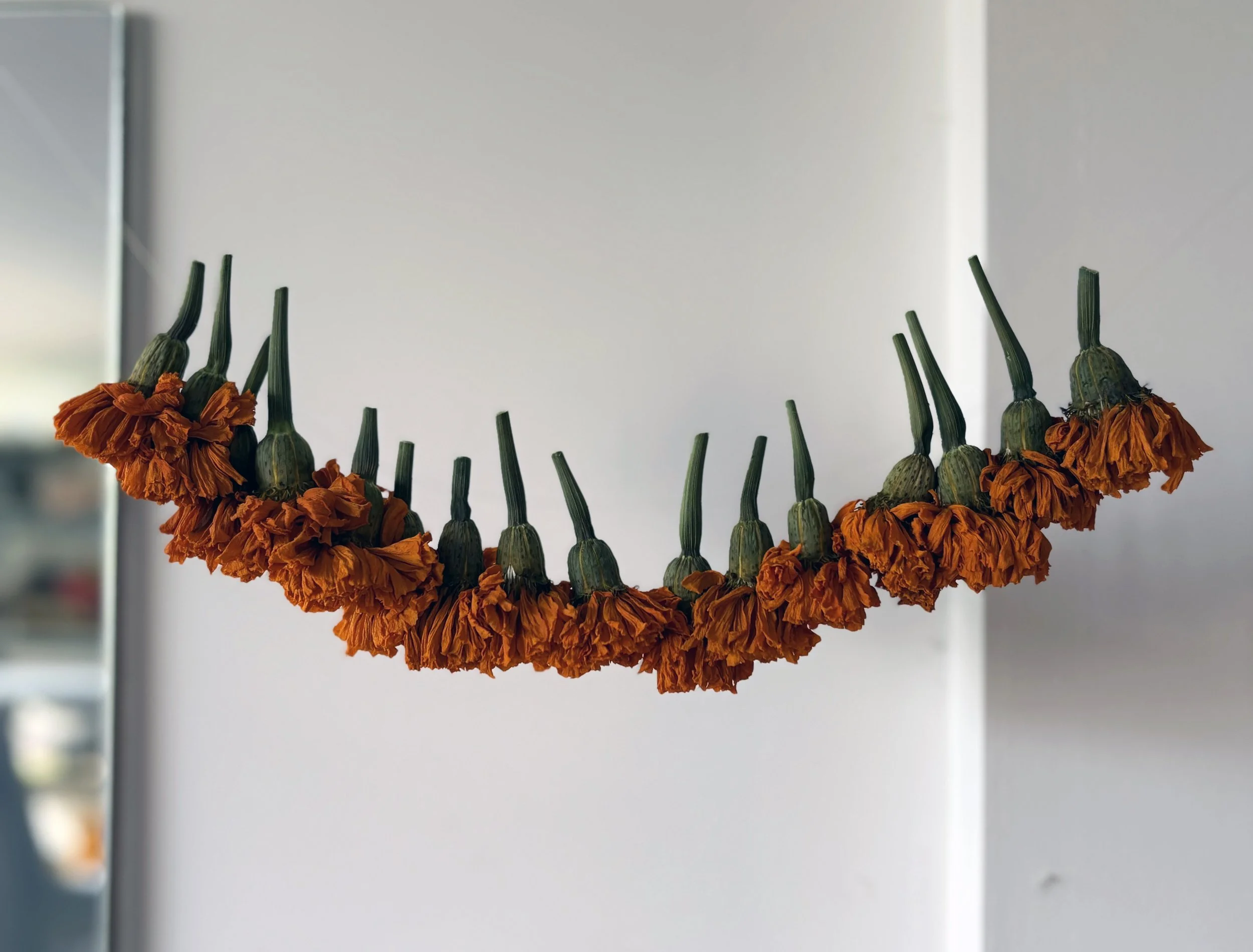 Marigold and Madder Root Natural Dye Workshop