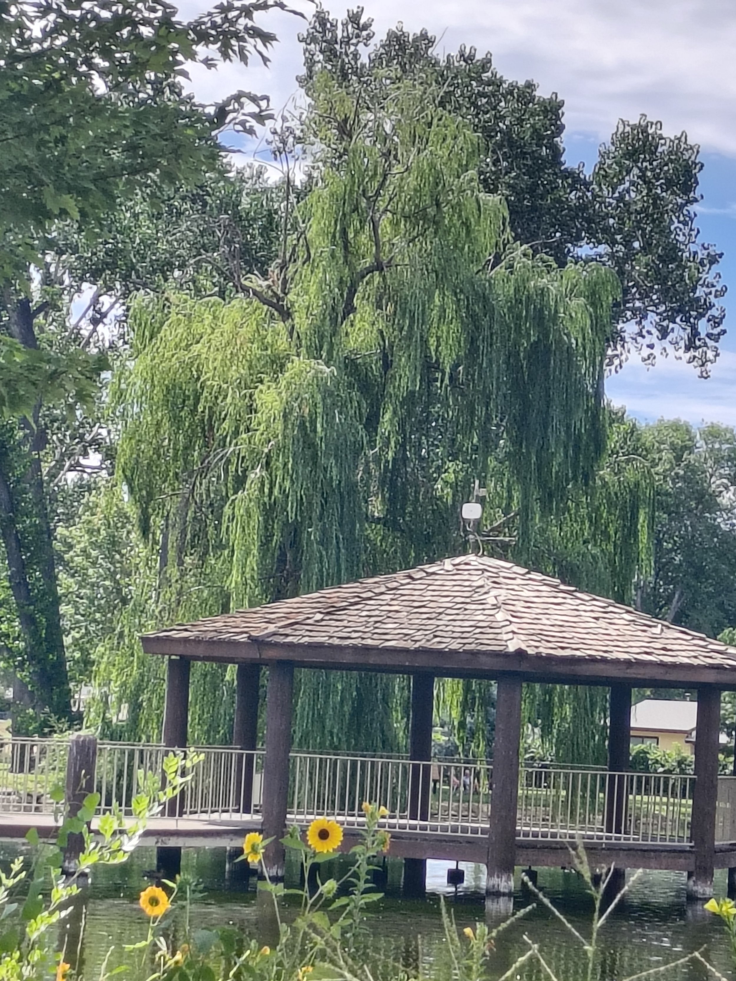 willow1.jpg