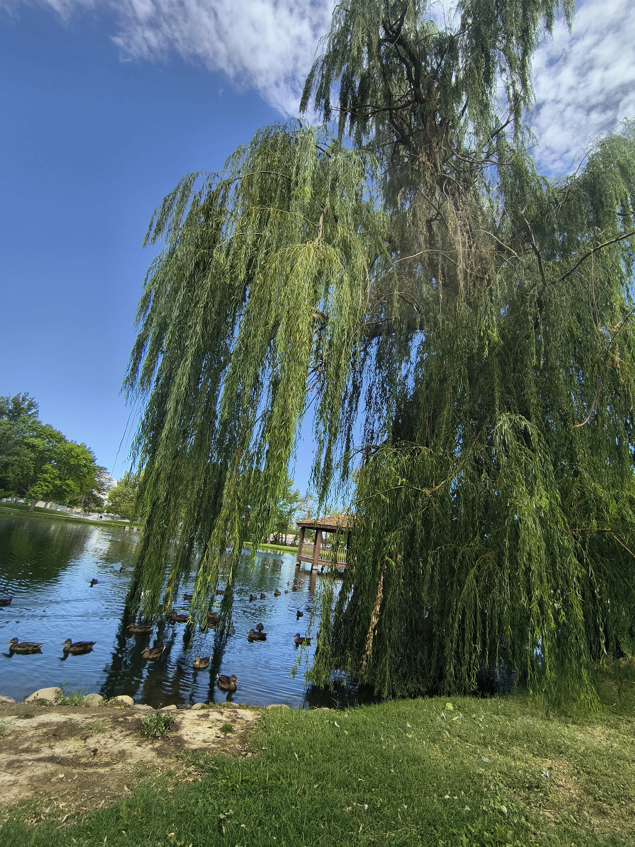 willow4.jpg