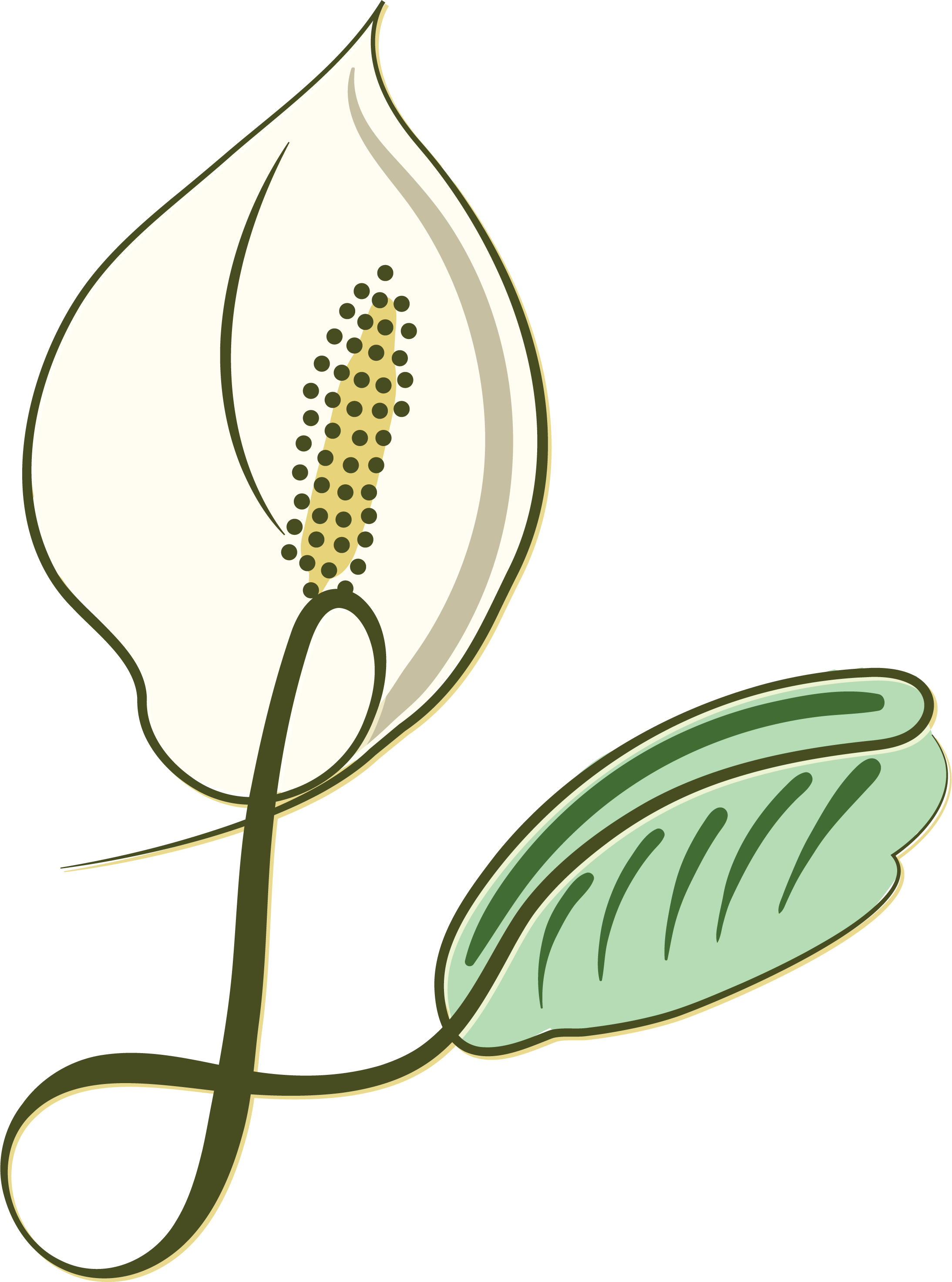 Peace Lily Wall Art for Sale  Redbubble