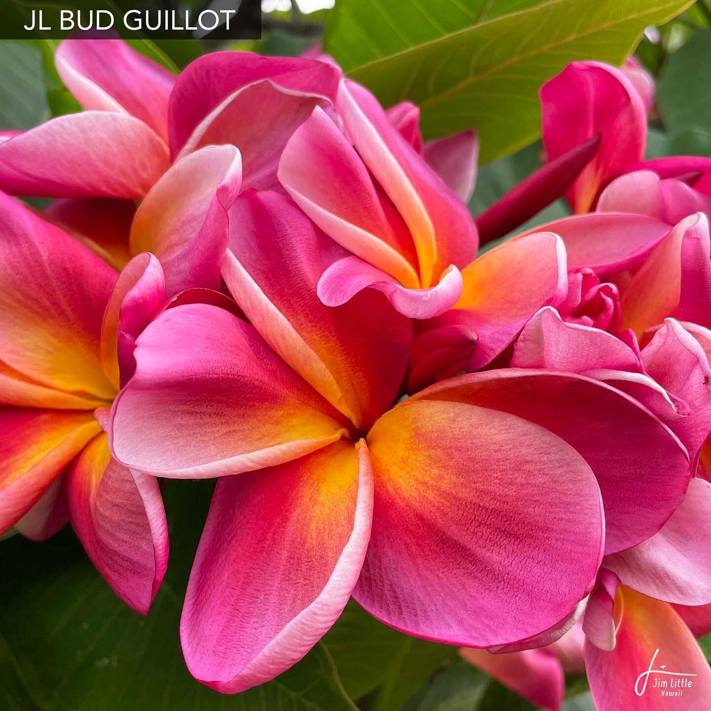 New Release for 2022✨

#plumeria @jimlittlenursery