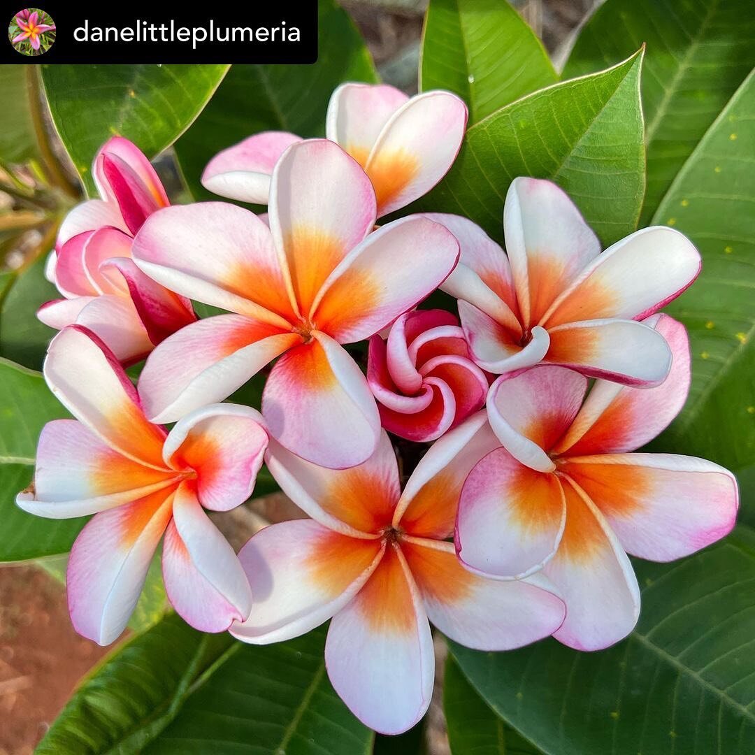 Check out  @danelittleplumeria on eBay🤙 

eBay: danelittleoahuhi 

JL supernova #plumeria #danelittleplumeria #jimlittlenursery