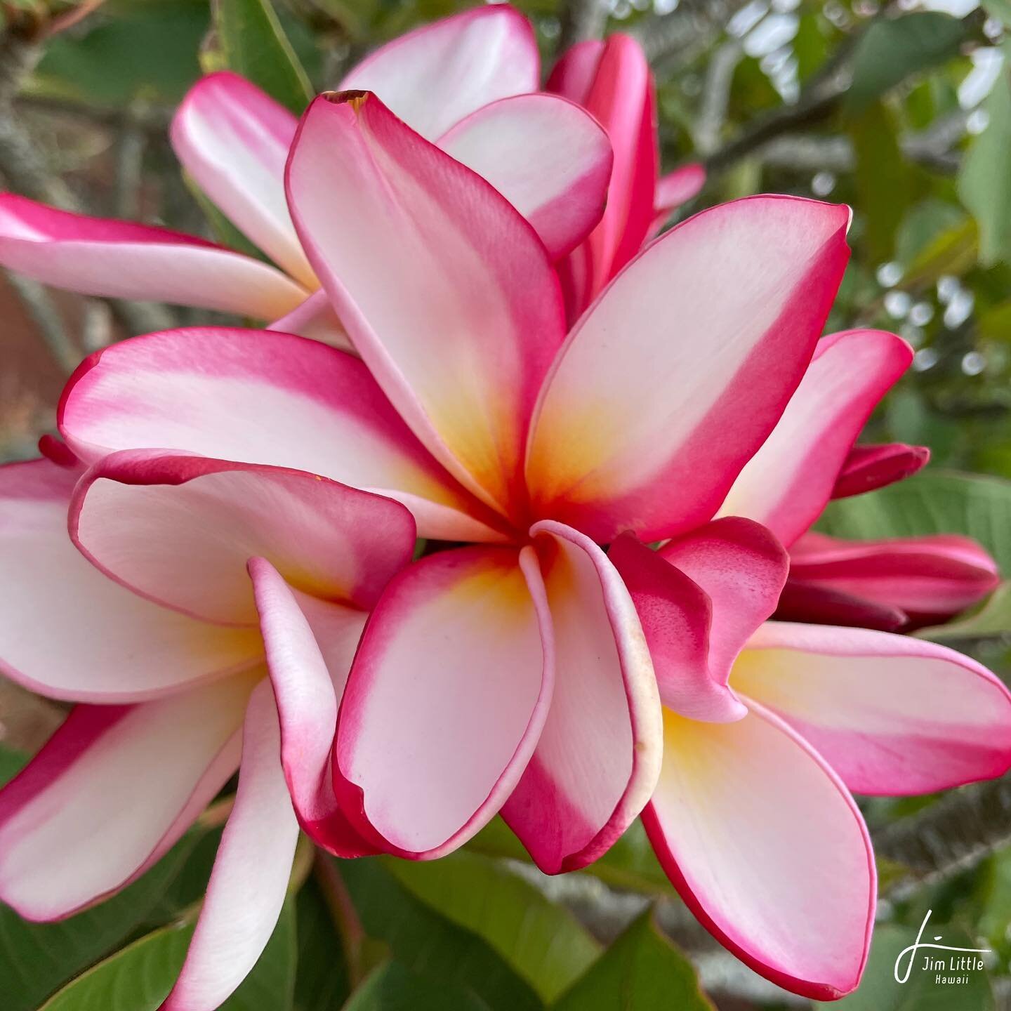 JL Brock&rsquo;s Wave #plumeria