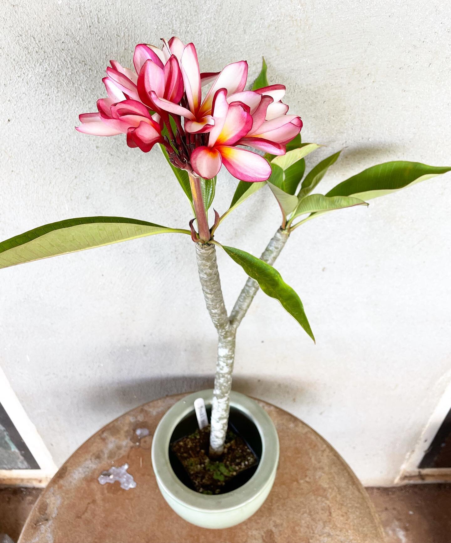 JL Brock&rsquo;s Wave #plumeria
Flowering in a 4 inch pot