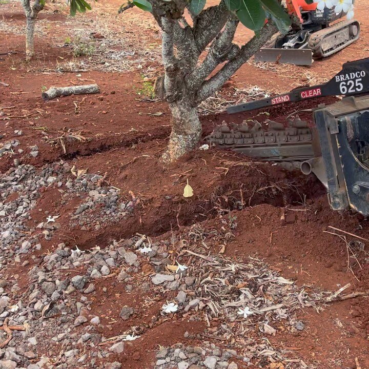 Moving Singapore White Plumeria trees for landscaping 

@jimlittlenursery #plumeria