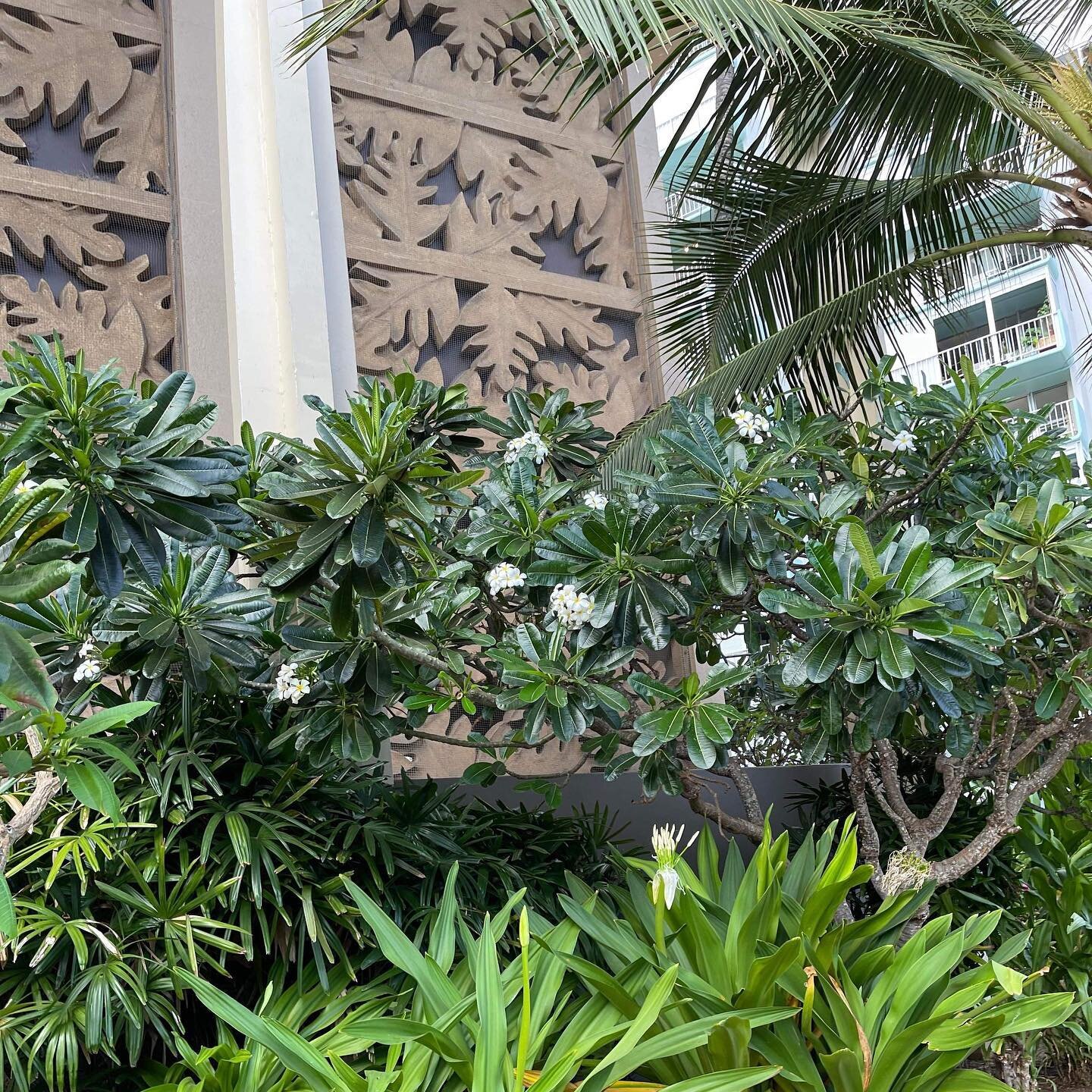 Singapore plumeria trees transferred from Jim Little Nursery and farm to Queen Kapiʻolani Hotel Waikīkī Beach a couple of years ago.
Picture taken this morning. They look good.
#plumeria