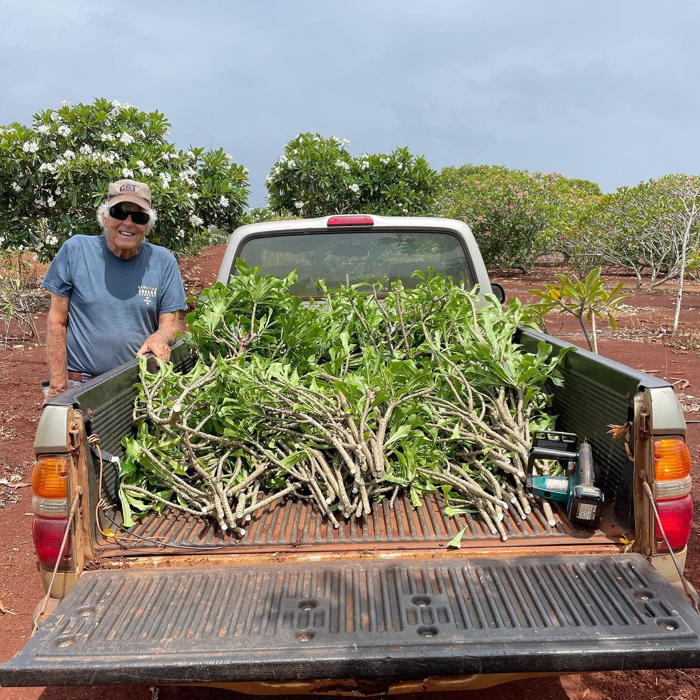 Harvest Pudica cuttings 
#plumeria @jimlittlenursery