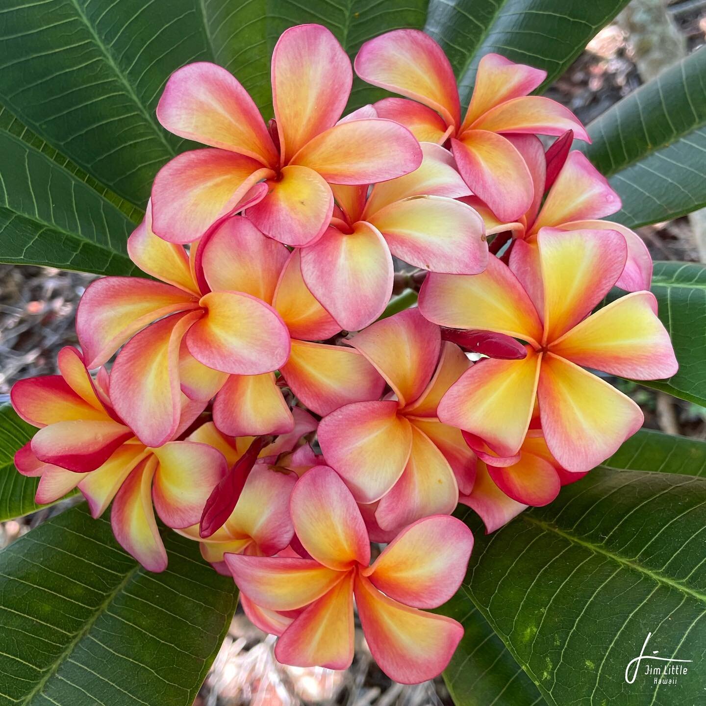 JL Hopeful #plumeria