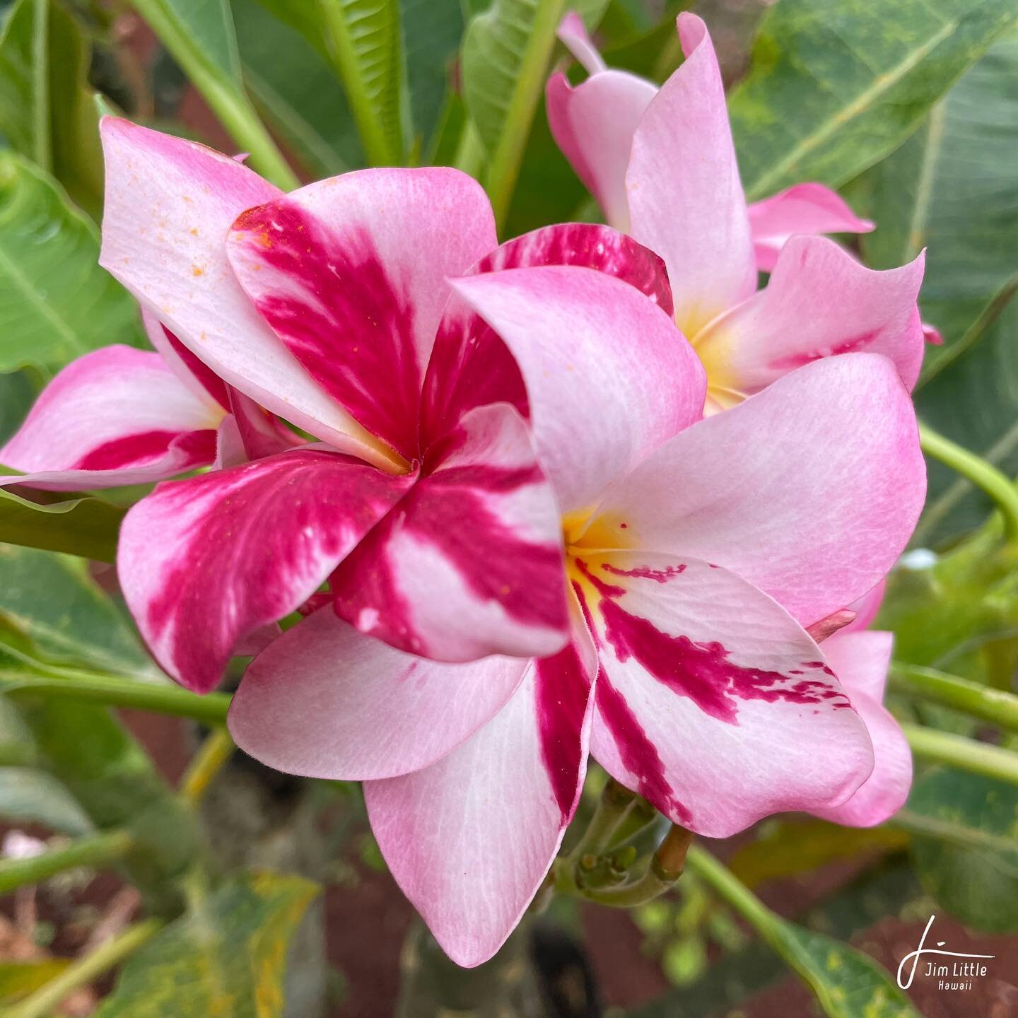 Princess Victoria #plumeria