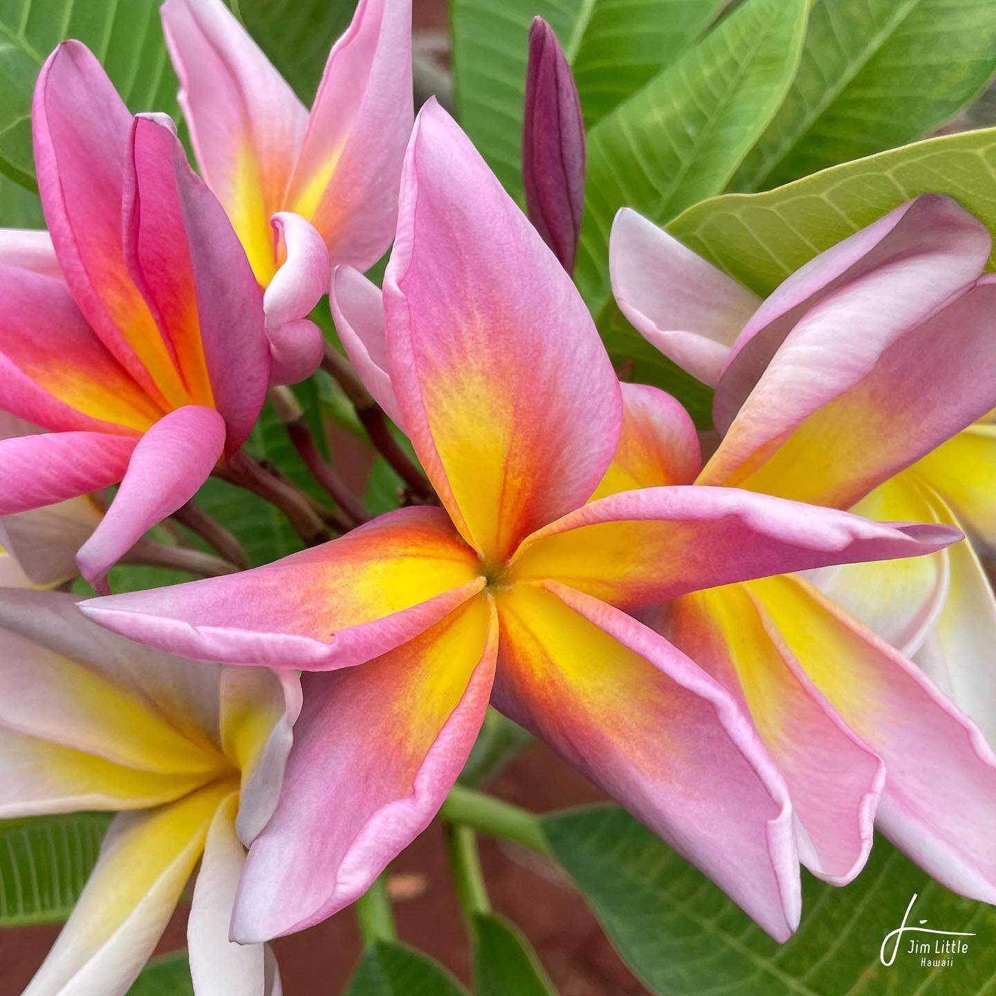 JL Metallica #plumeria