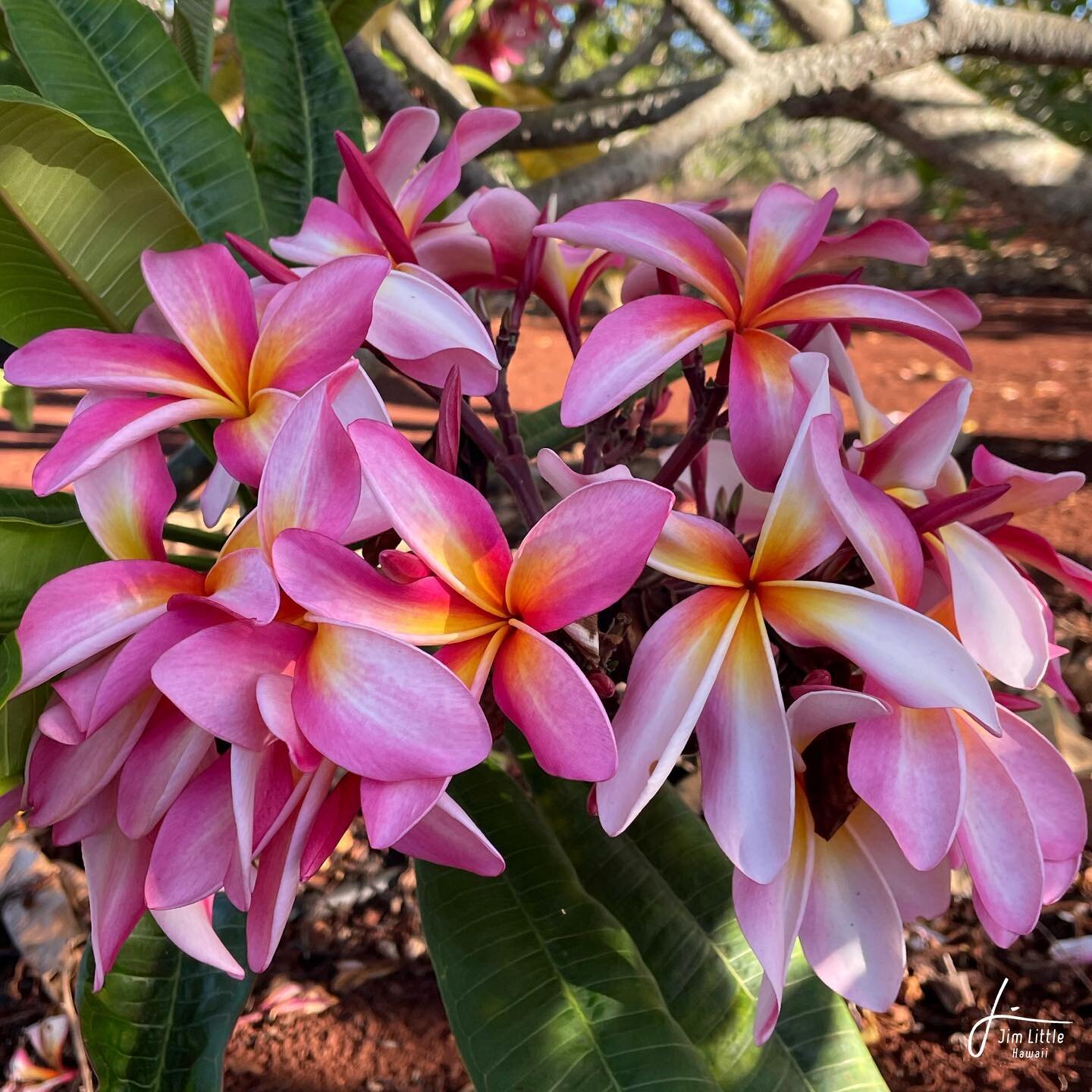 California Sally #plumeria