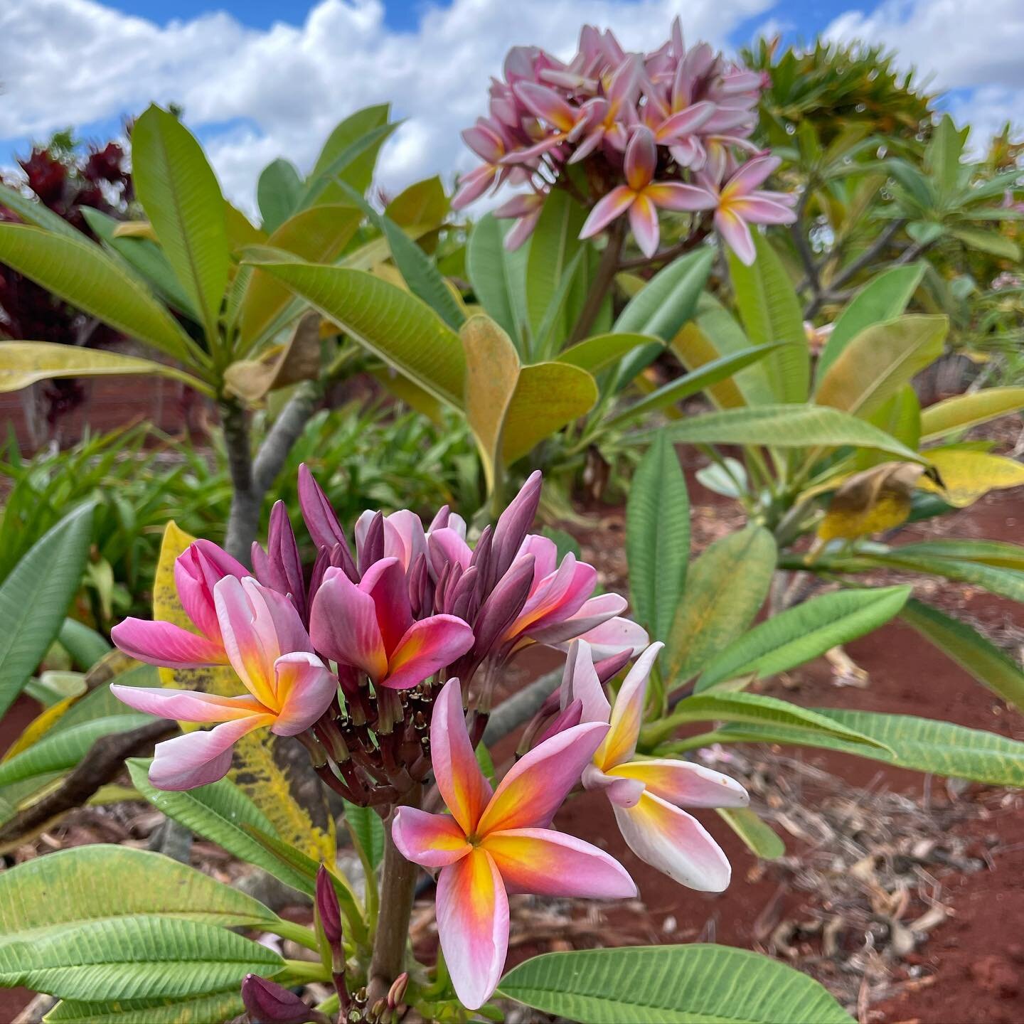 JL Metallica #plumeria