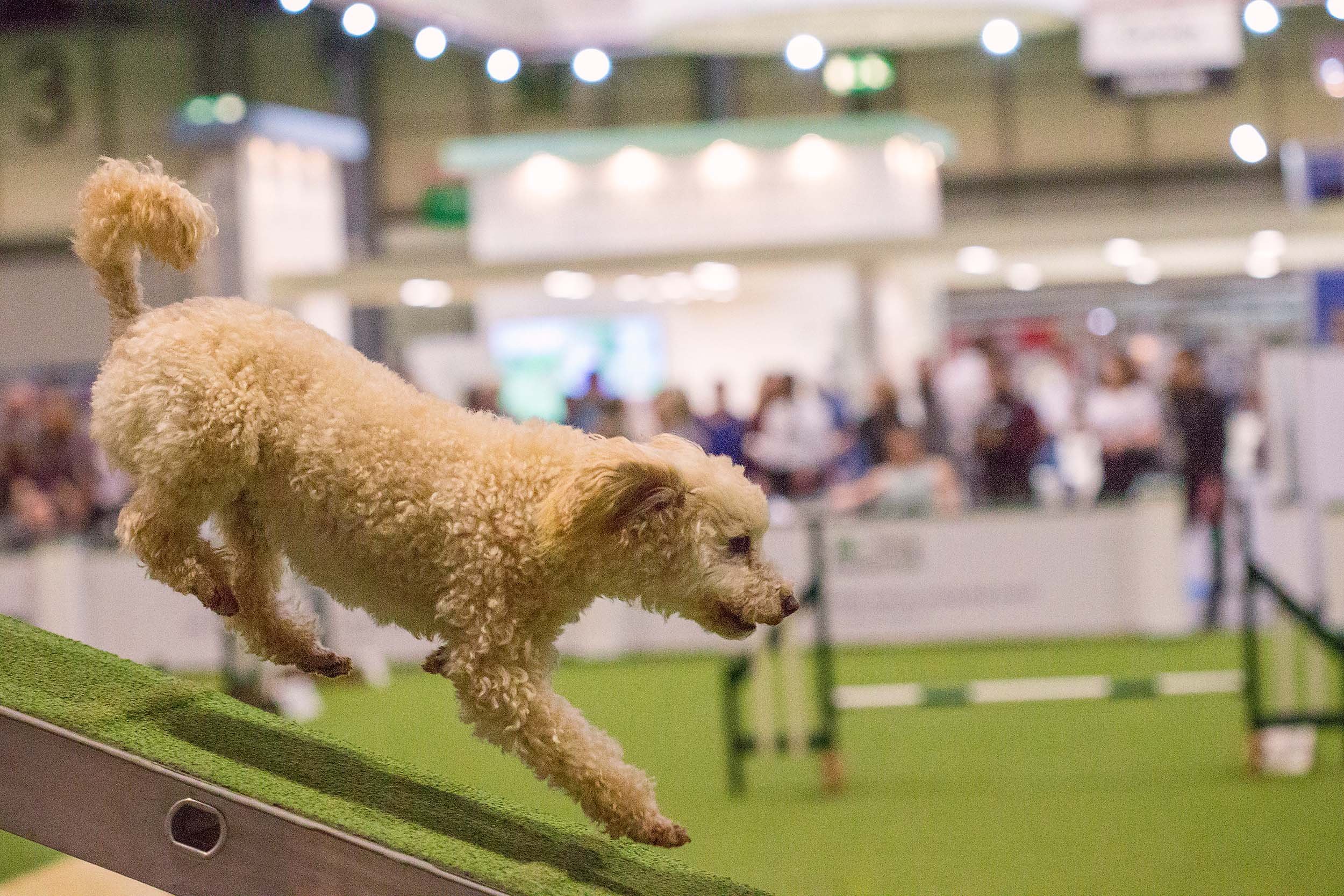 Day 22 Flying Dogwalk Crufts Mar 09 2018 copy.jpg