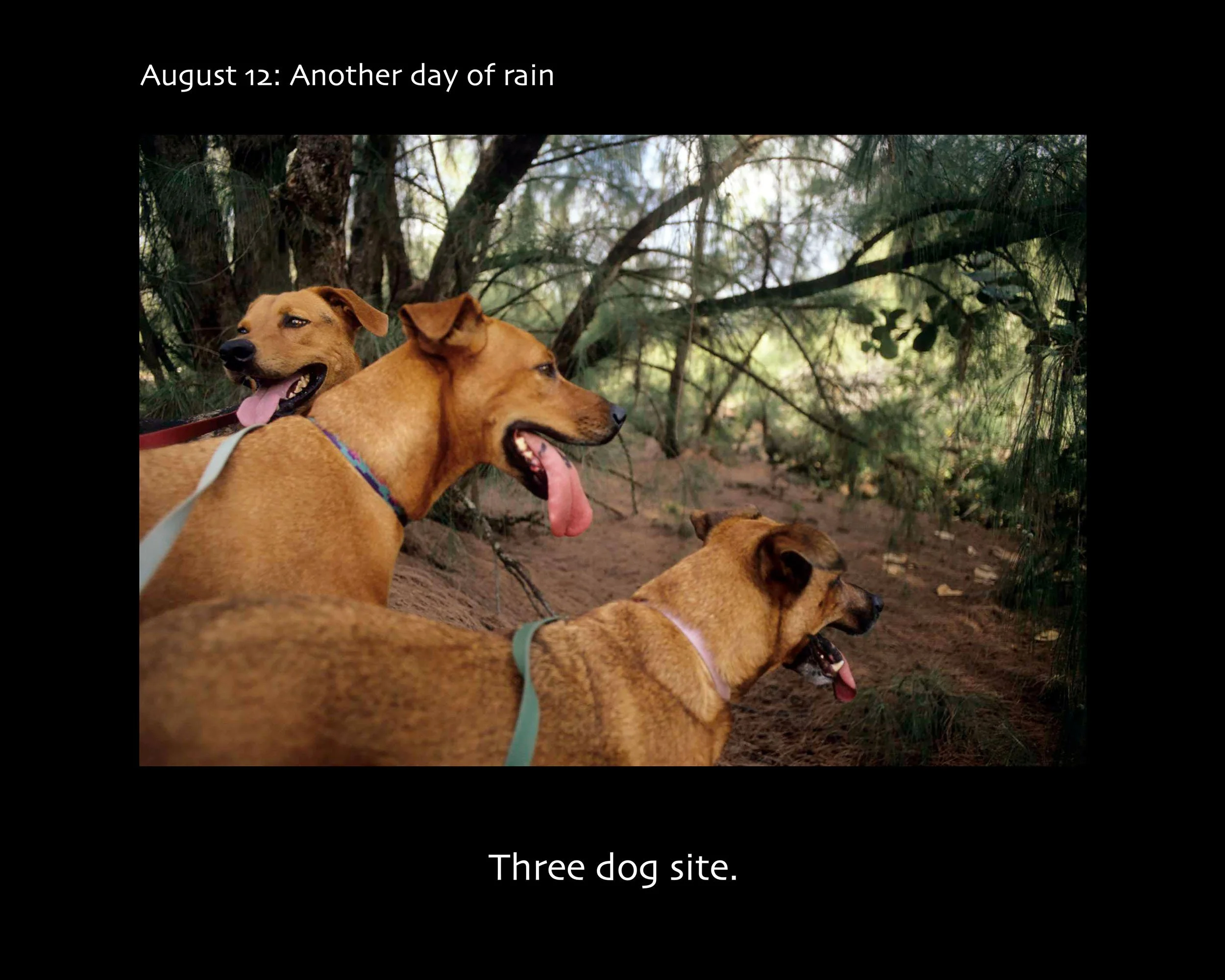 August 12_2500w x 2000h_AGD.jpg