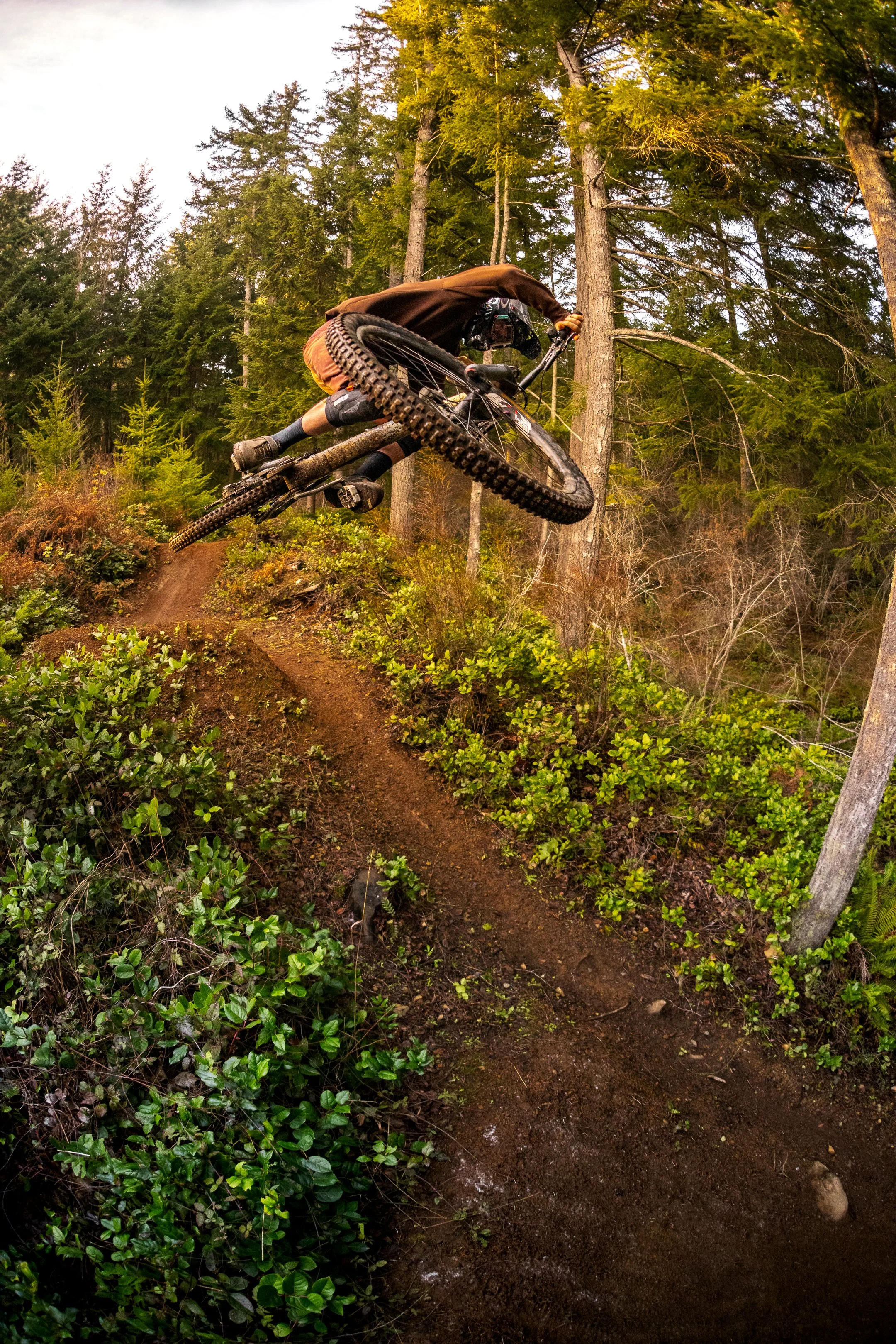 Mountain biker wearing a helmet and brown pants executing a jump on a dirt trail in a forested area with tall trees.