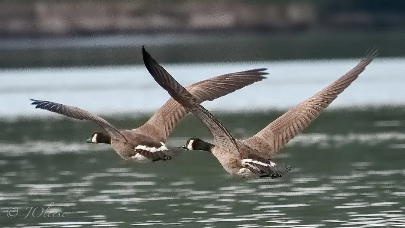 Wildlife