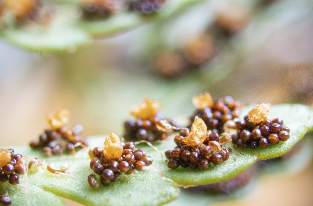 Screen Shot 2022-05-23 at 12.22.06 pm.png