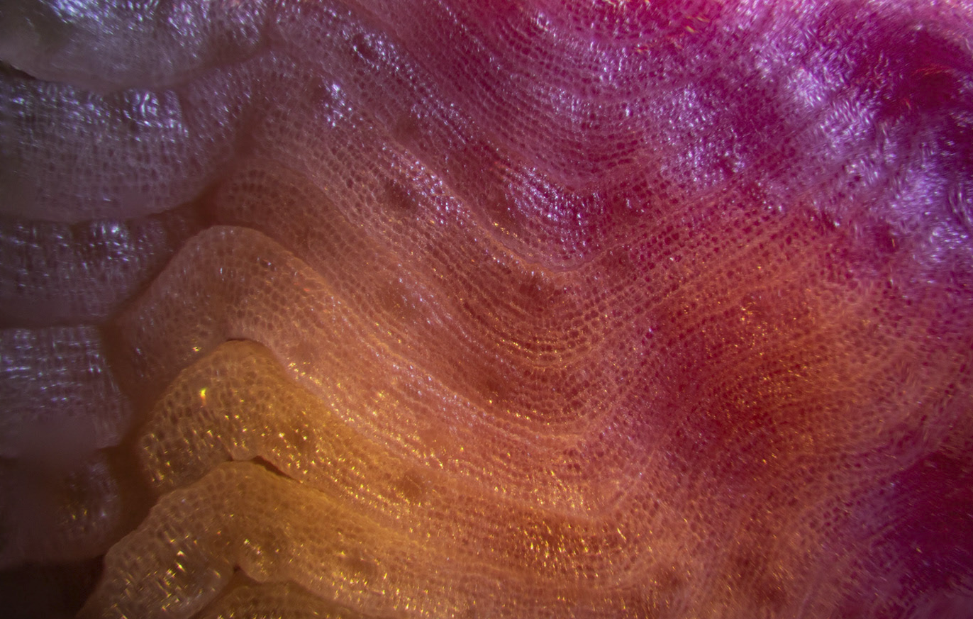 Screen Shot 2022-05-23 at 12.27.34 pm.png