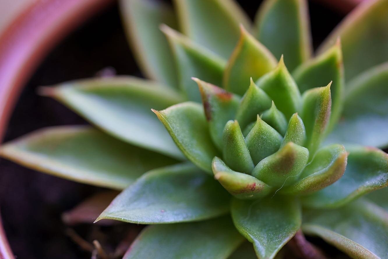 Macro lenses are very nice, thank you 👀